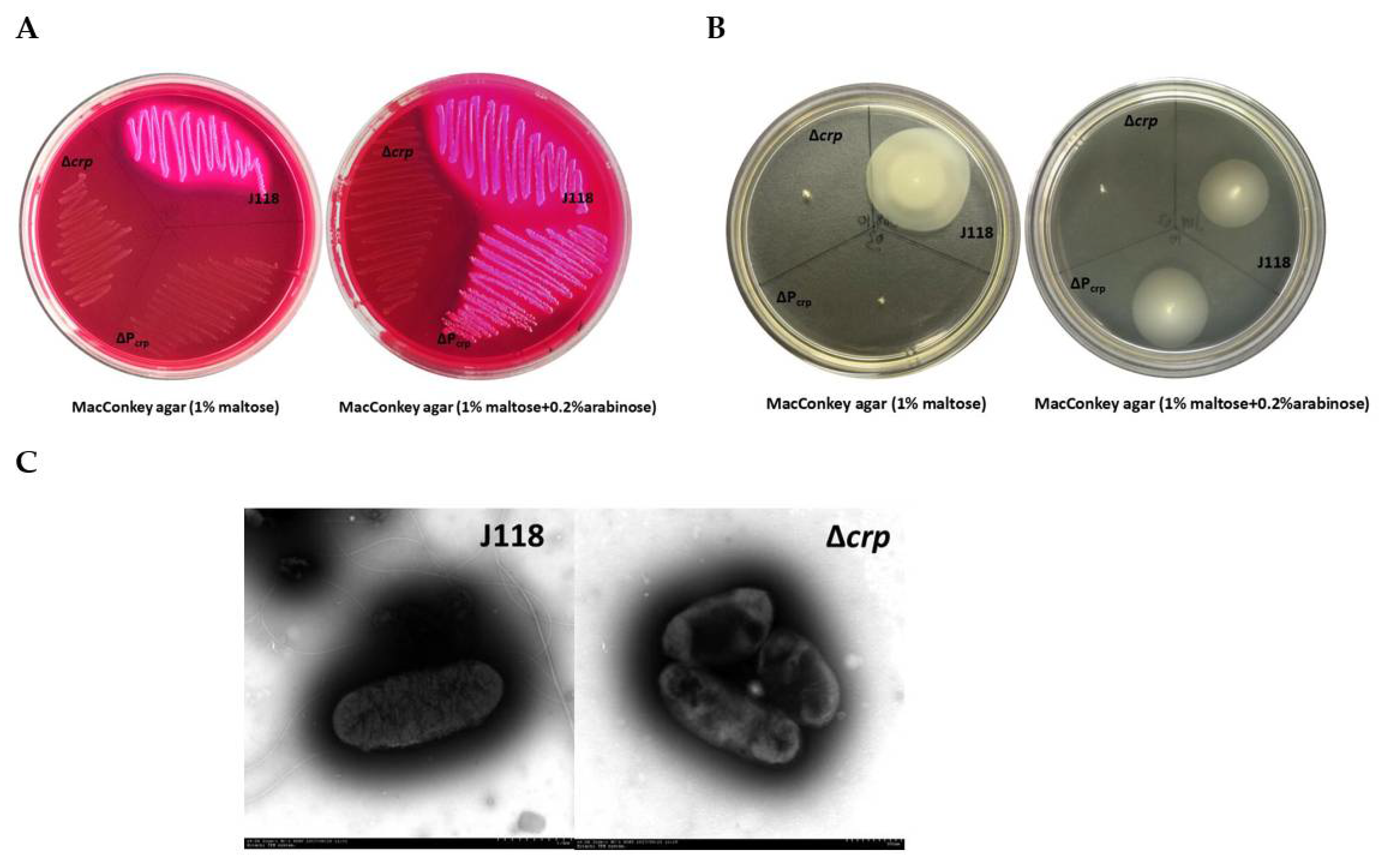 Microorganisms 08 00517 g004 Microorganisms 08 00517 g004