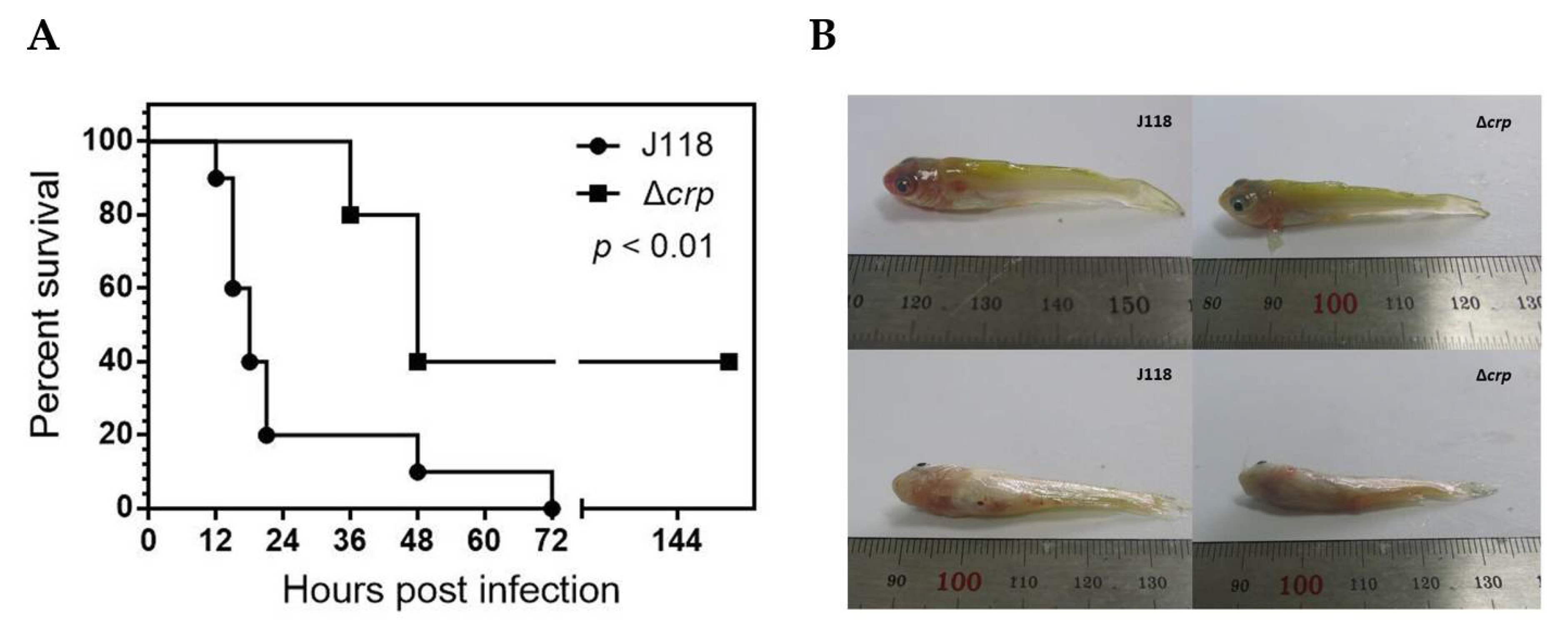 Microorganisms 08 00517 g006 Microorganisms 08 00517 g006