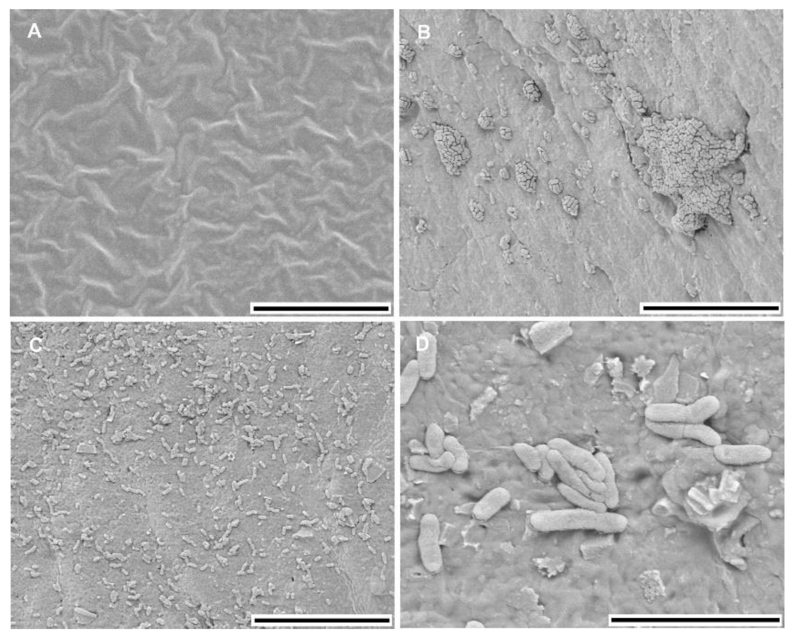 Microorganisms 08 00522 g001 Microorganisms 08 00522 g001