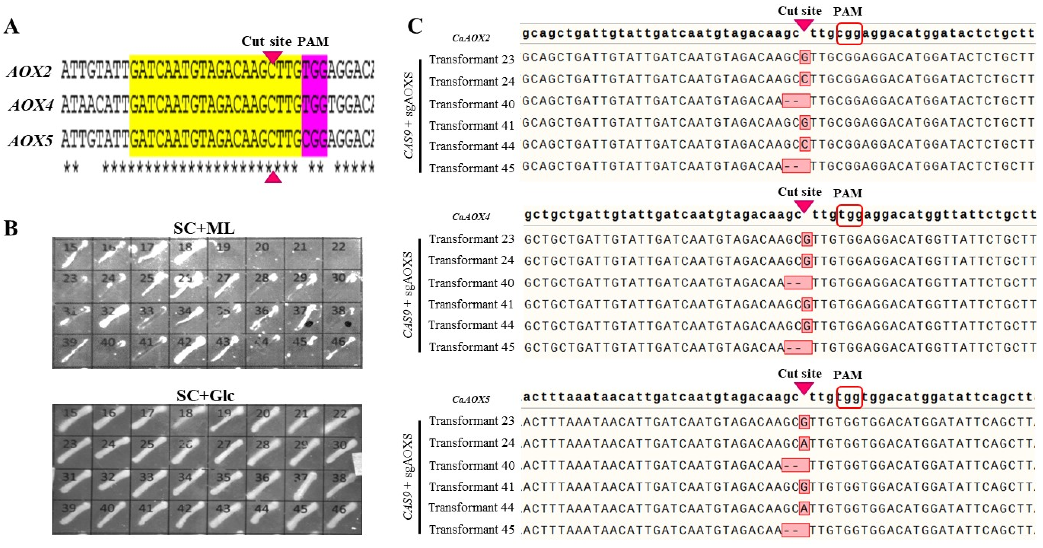 Microorganisms 08 00526 g003