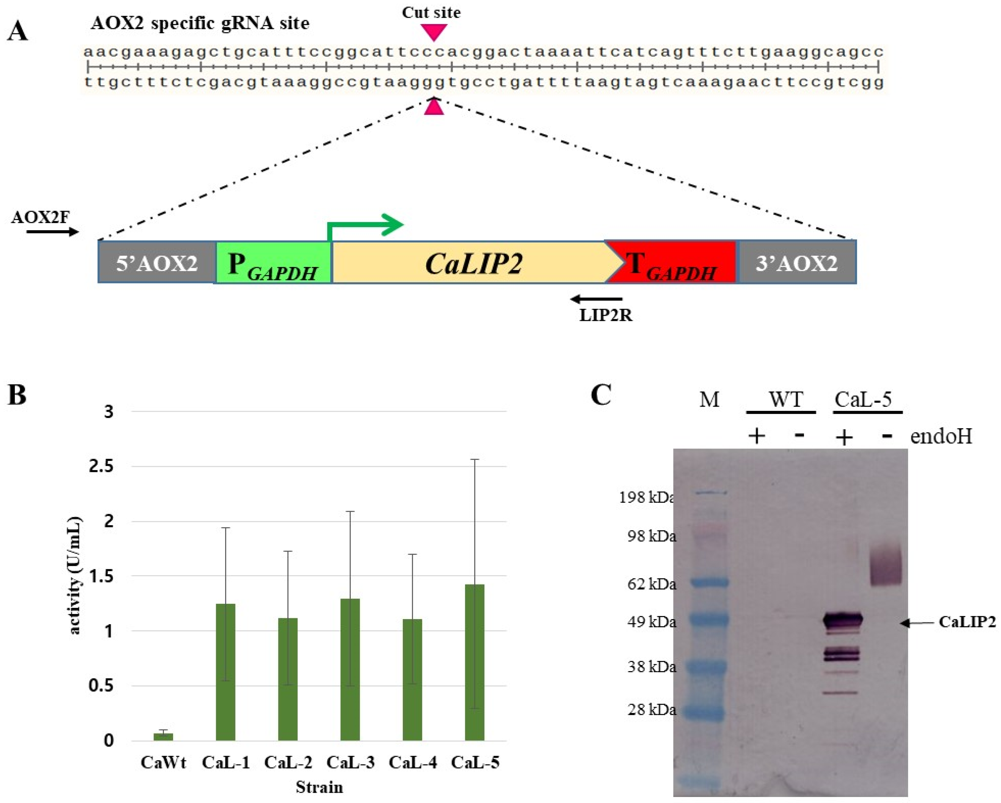 Microorganisms 08 00526 g005