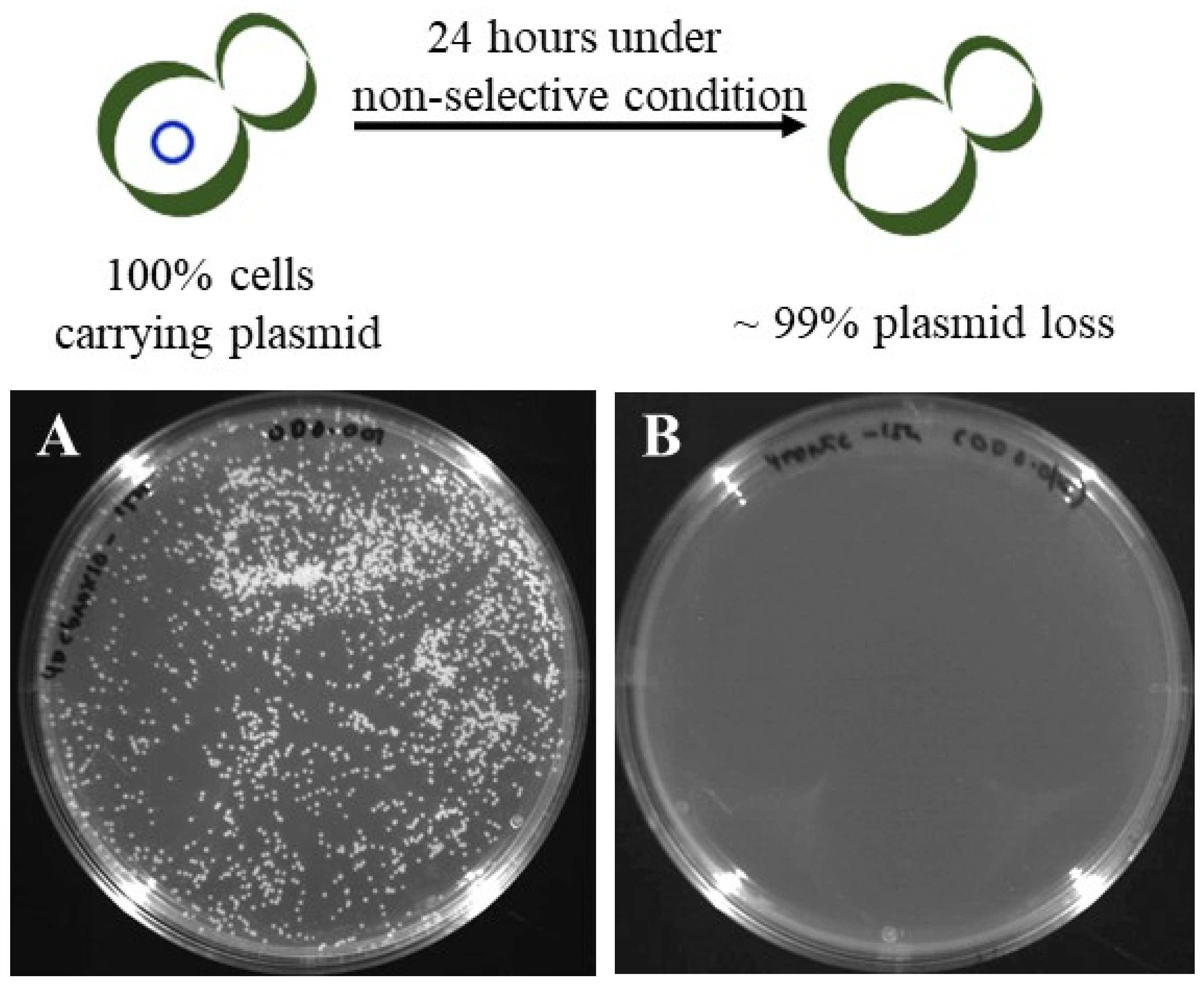 Microorganisms 08 00526 g006