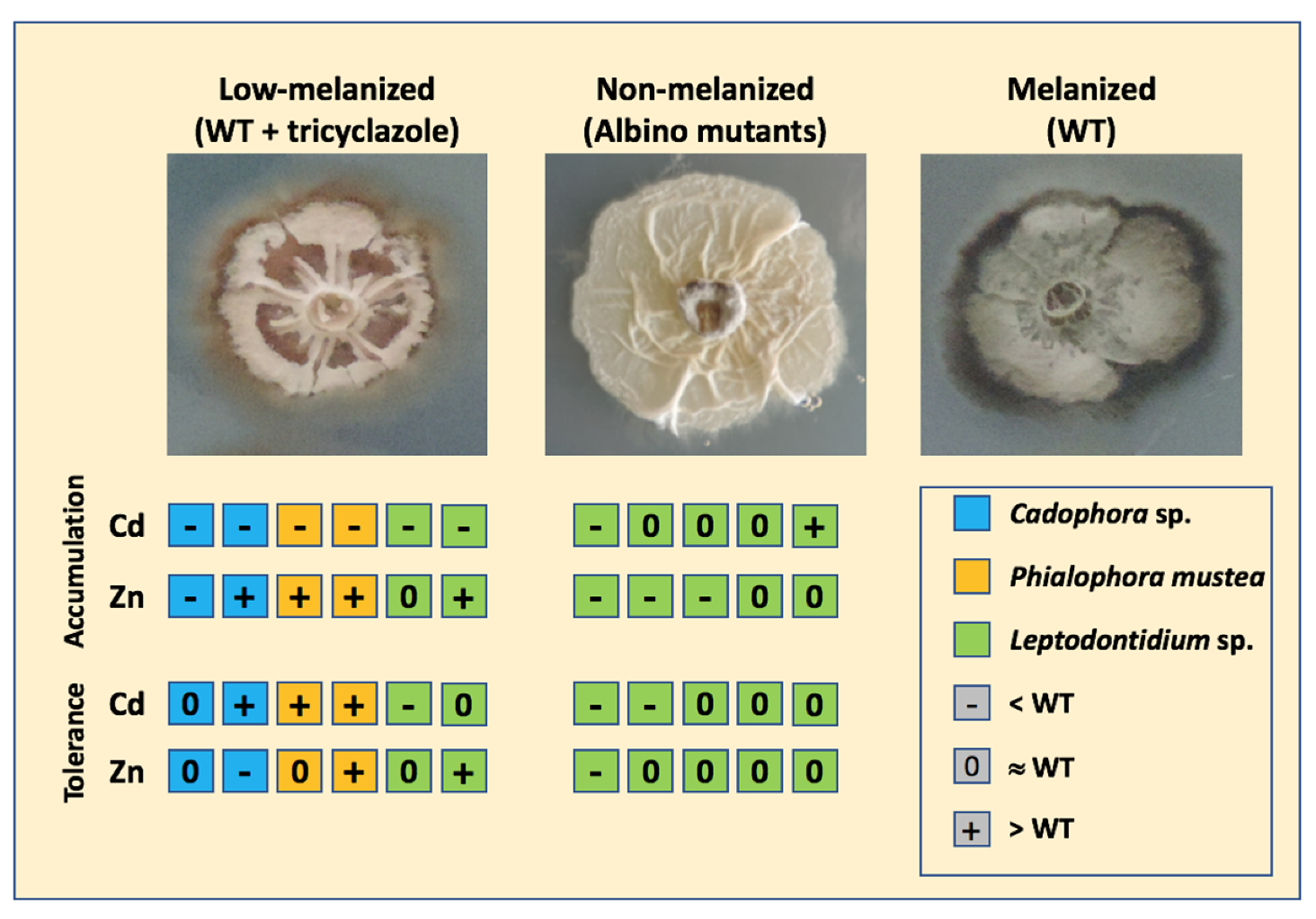 Microorganisms 08 00537 g007 Microorganisms 08 00537 g007