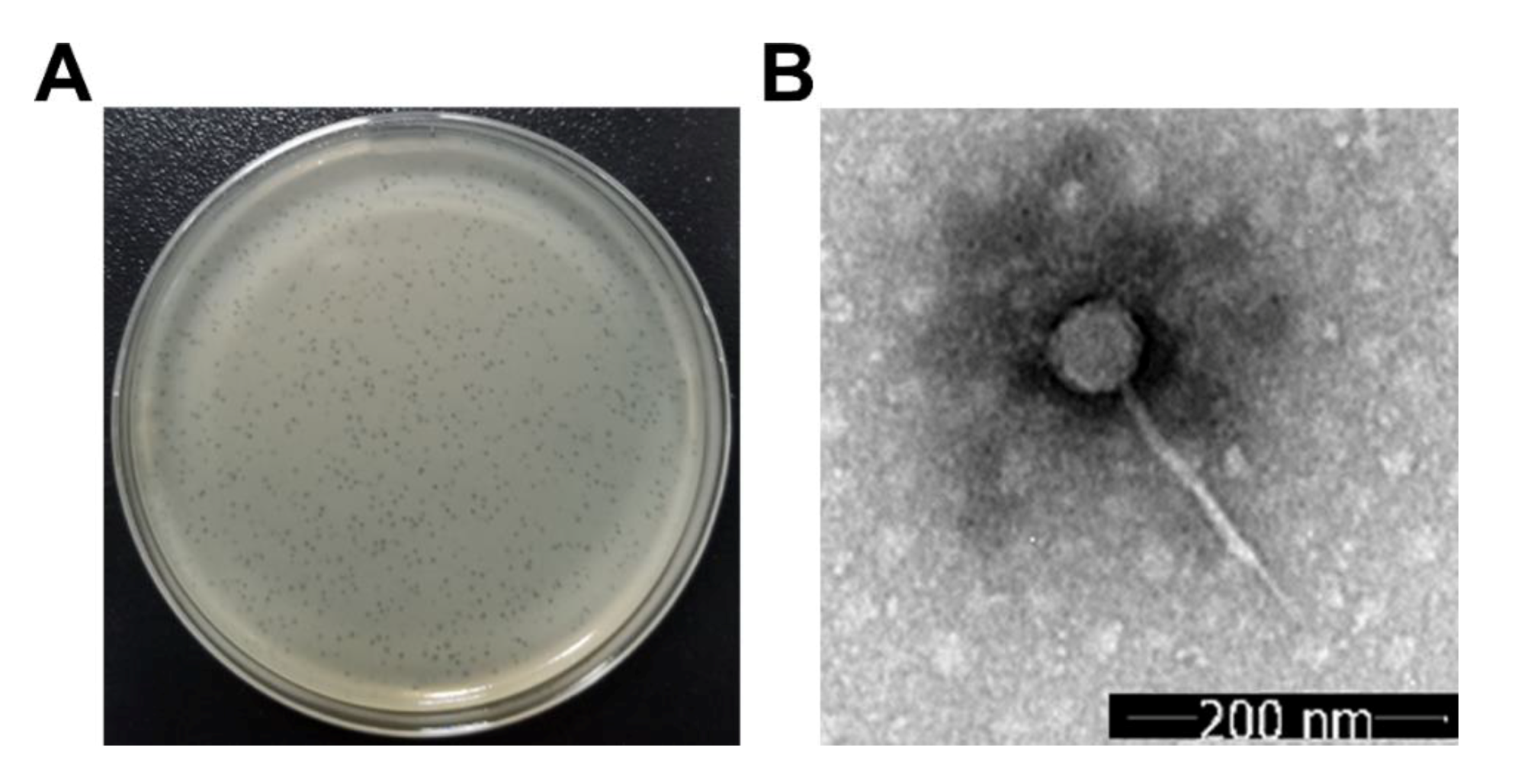 Microorganisms 08 00542 g001 Microorganisms 08 00542 g001