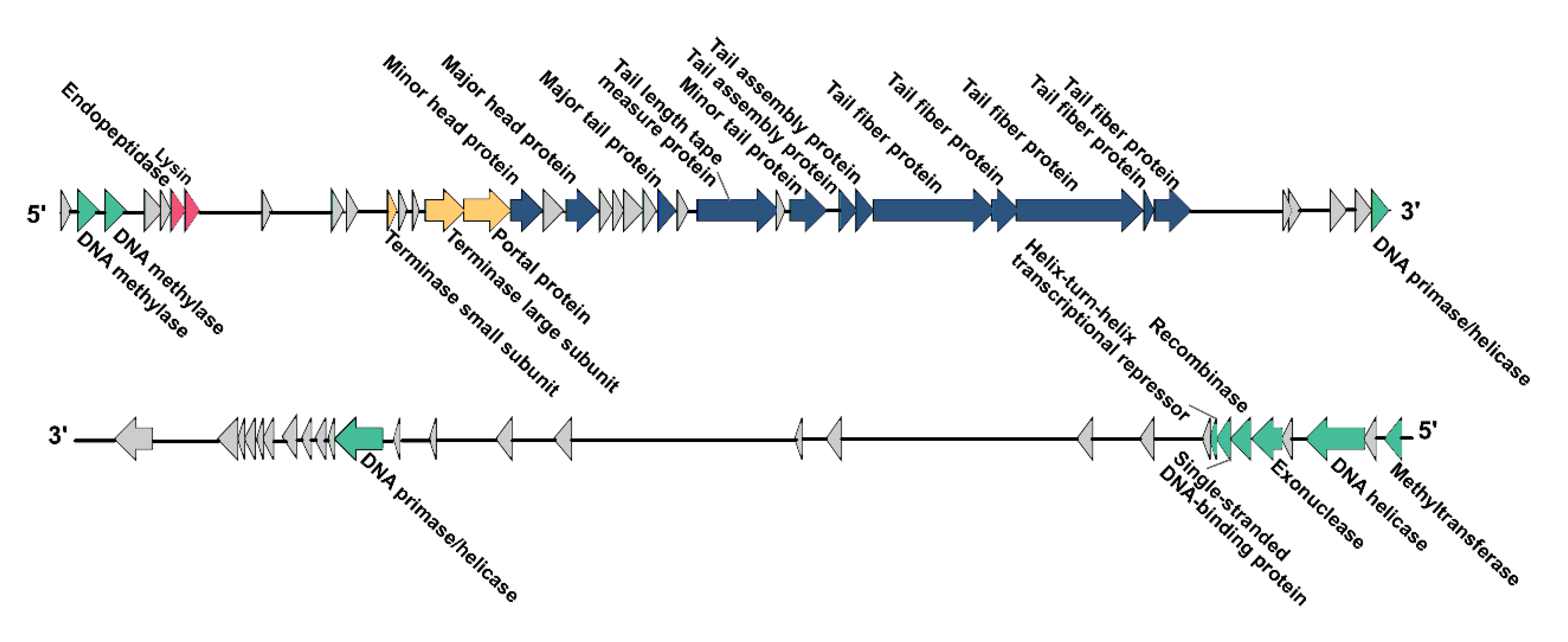 Microorganisms 08 00542 g003 Microorganisms 08 00542 g003