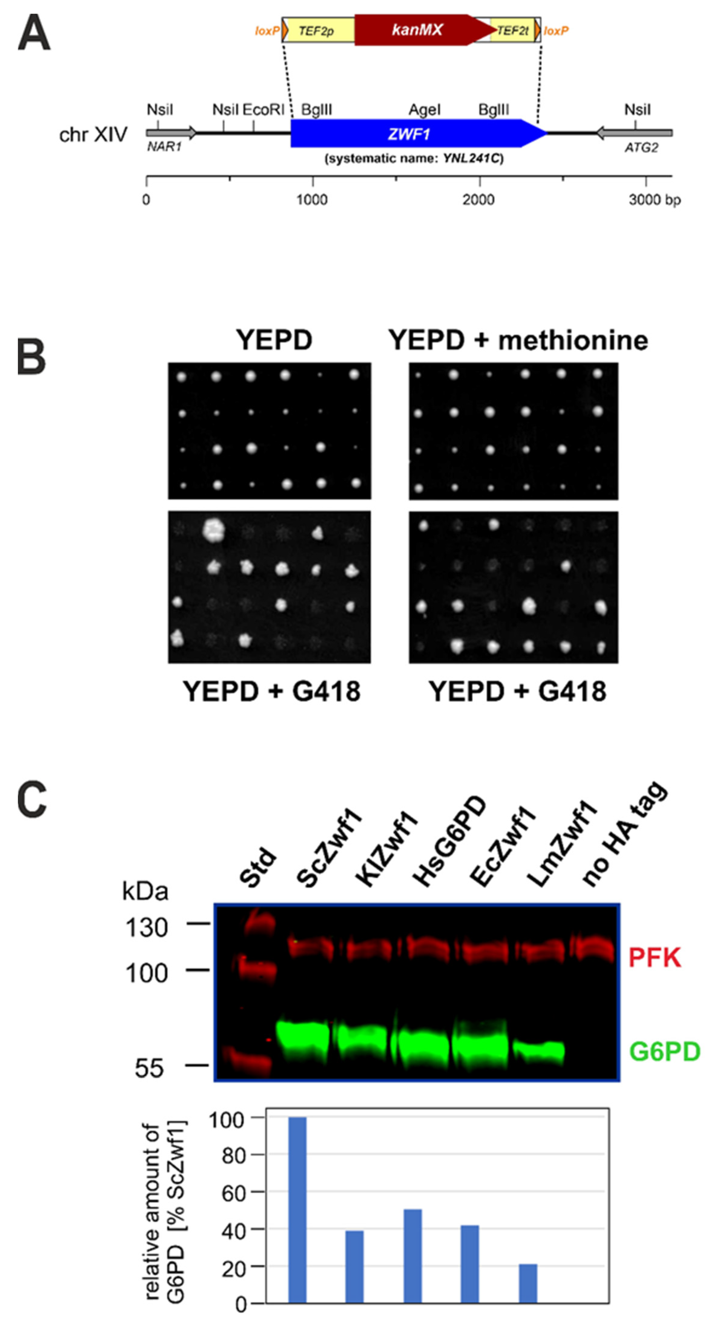 Microorganisms 08 00546 g001 Microorganisms 08 00546 g001