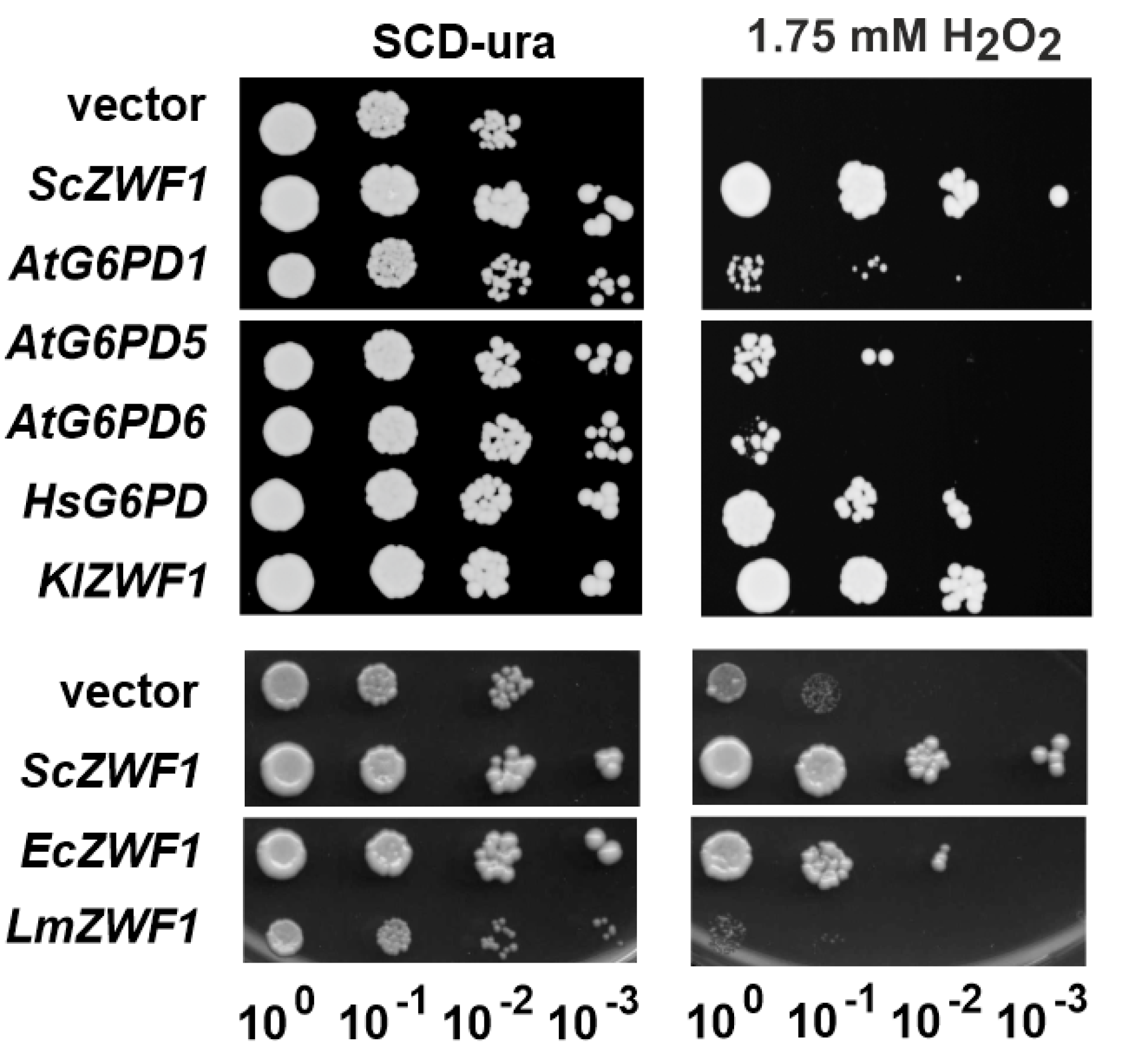 Microorganisms 08 00546 g002 Microorganisms 08 00546 g002