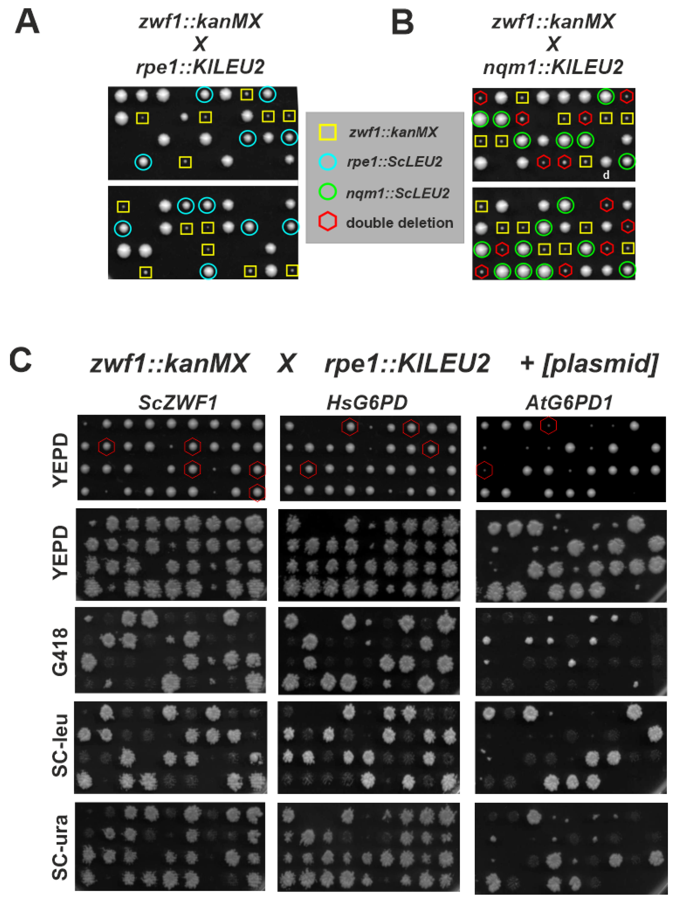 Microorganisms 08 00546 g003 Microorganisms 08 00546 g003