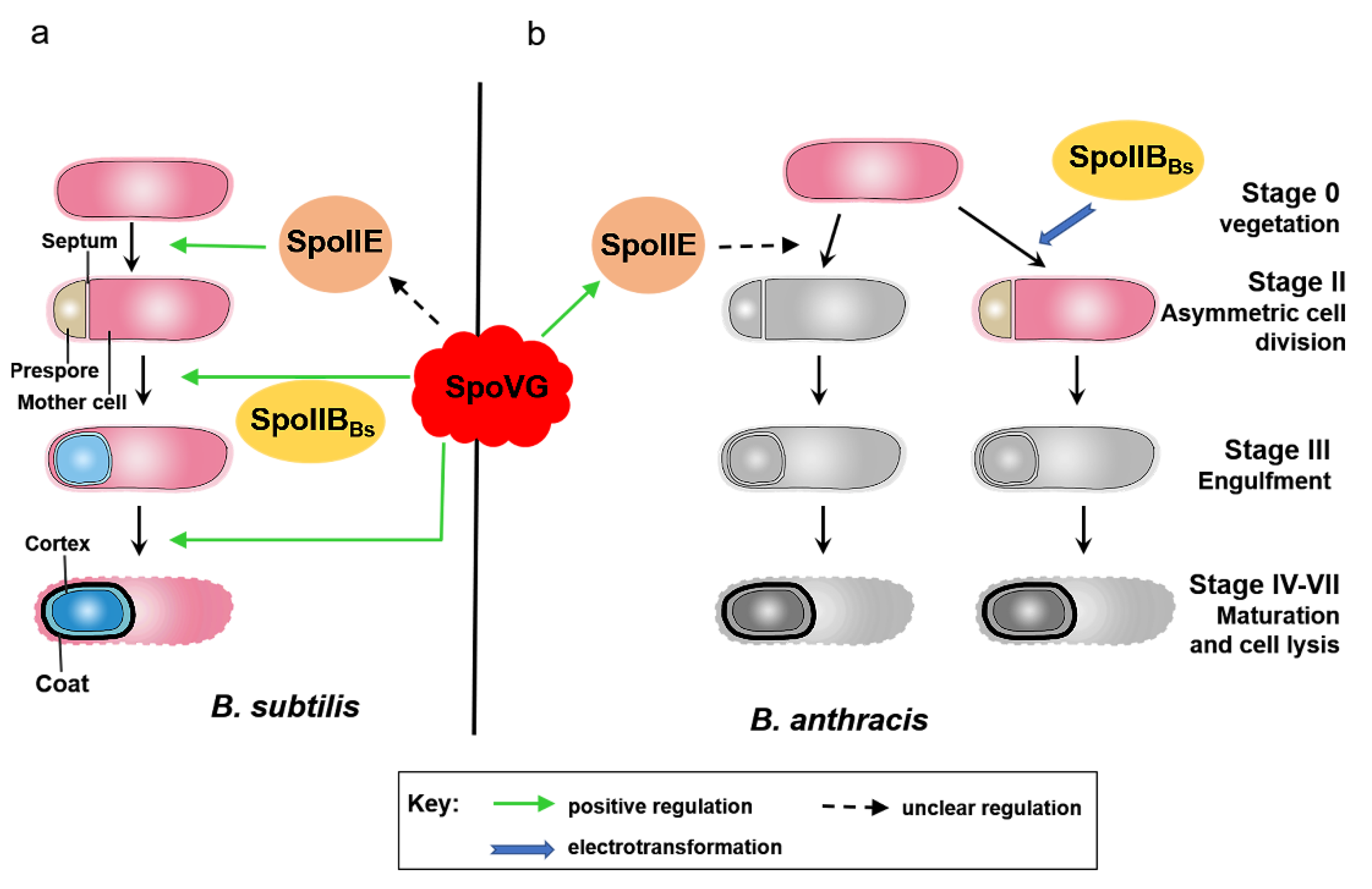 Microorganisms 08 00548 g007