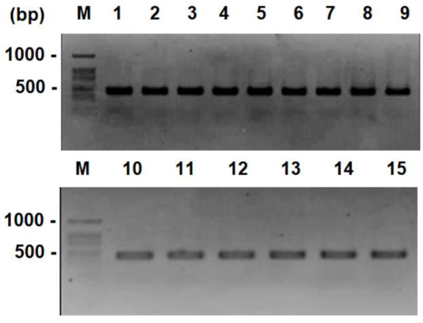 Microorganisms 08 00557 g001 Microorganisms 08 00557 g001