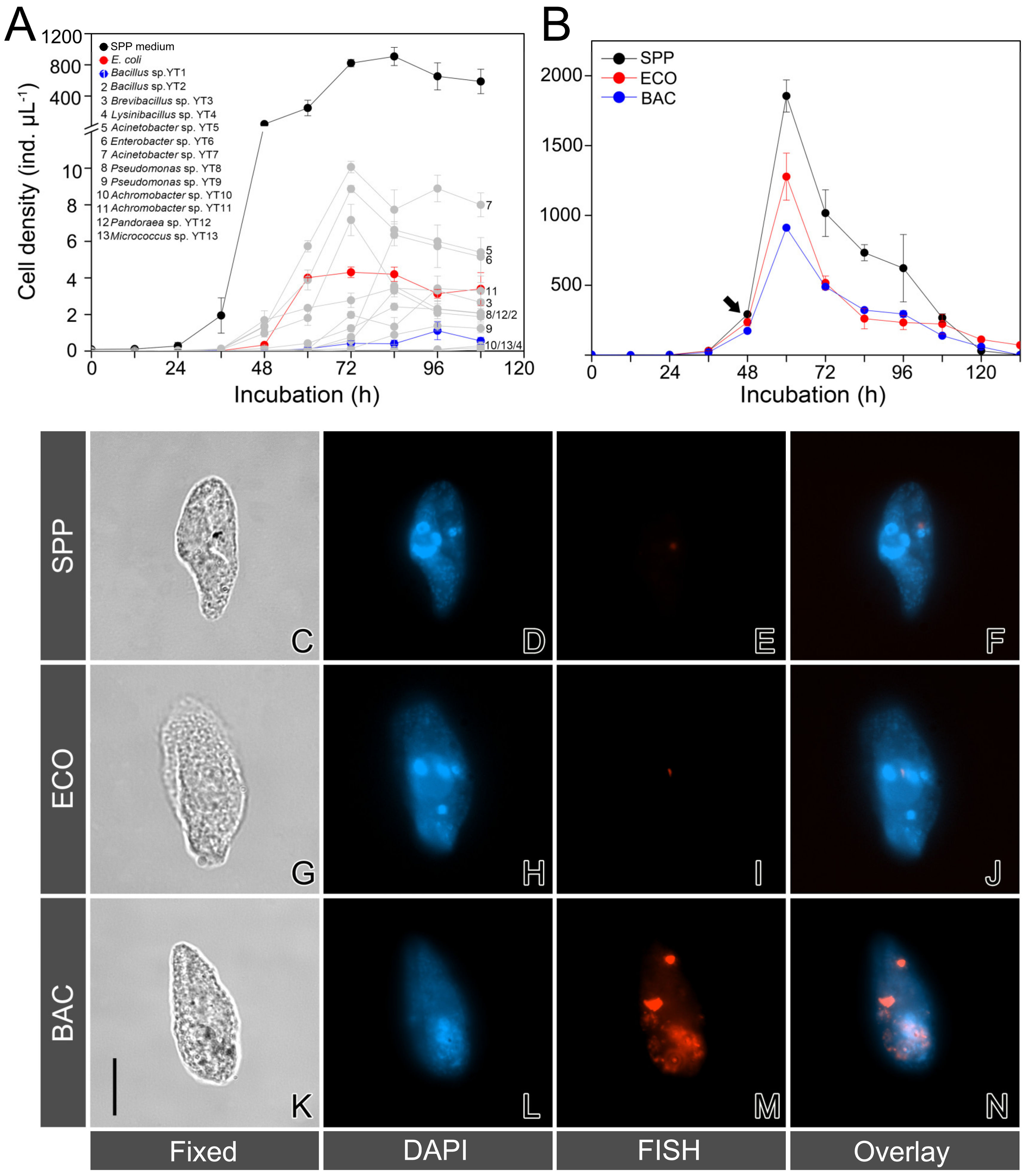 Microorganisms 08 00559 g001 Microorganisms 08 00559 g001