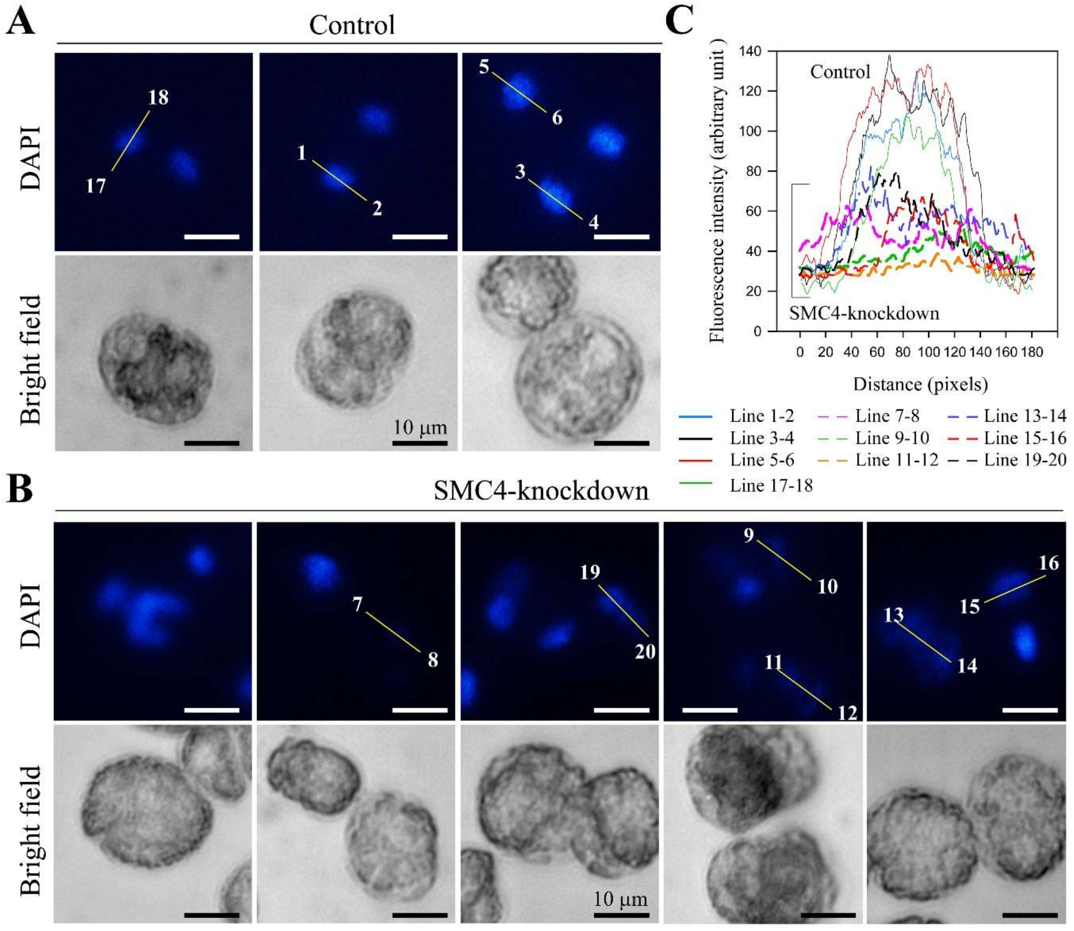 Microorganisms 08 00565 g004 Microorganisms 08 00565 g004