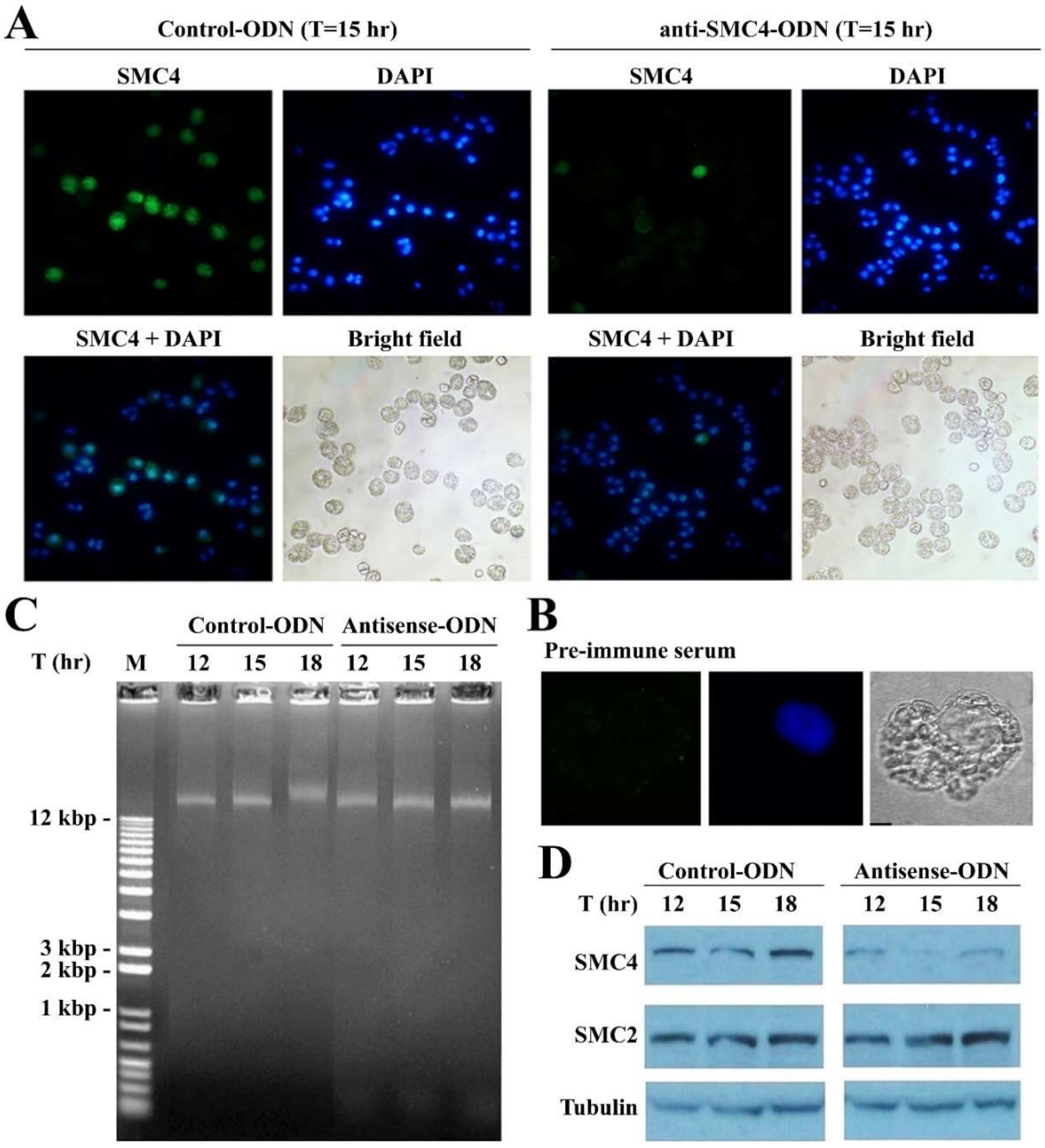 Microorganisms 08 00565 g005 Microorganisms 08 00565 g005