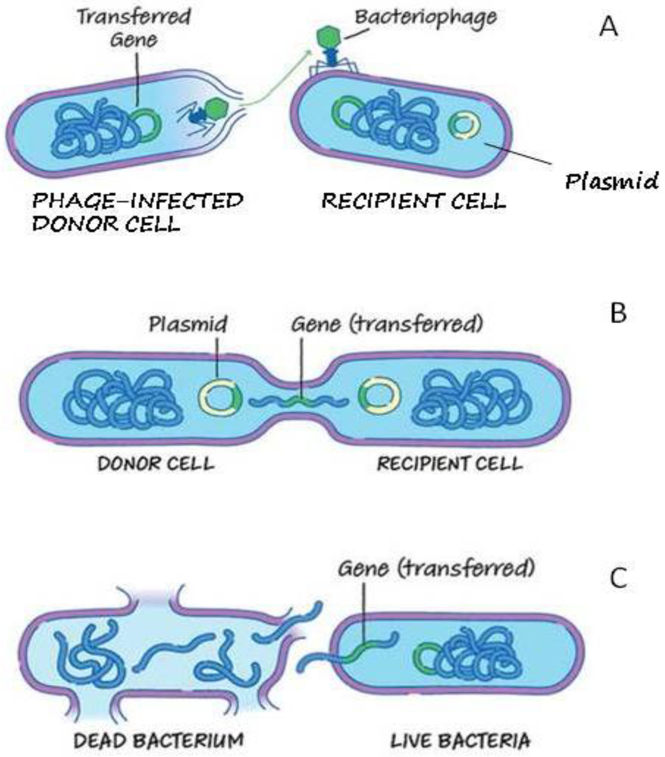 Microorganisms 08 00572 g003