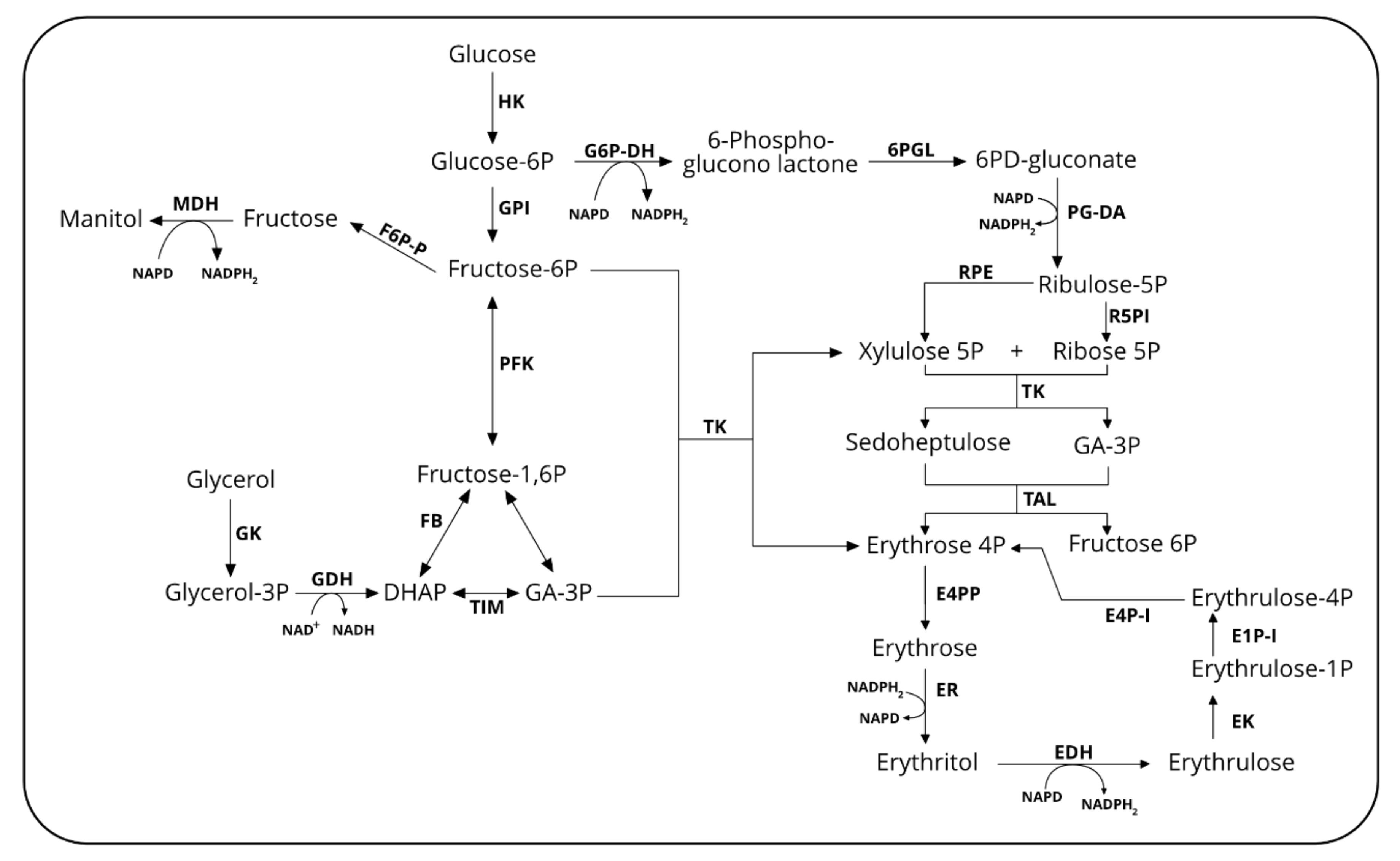 Microorganisms Free Full Text Sugar Alcohols And Organic Acids Synthesis In Yarrowia Lipolytica Where Are We Html