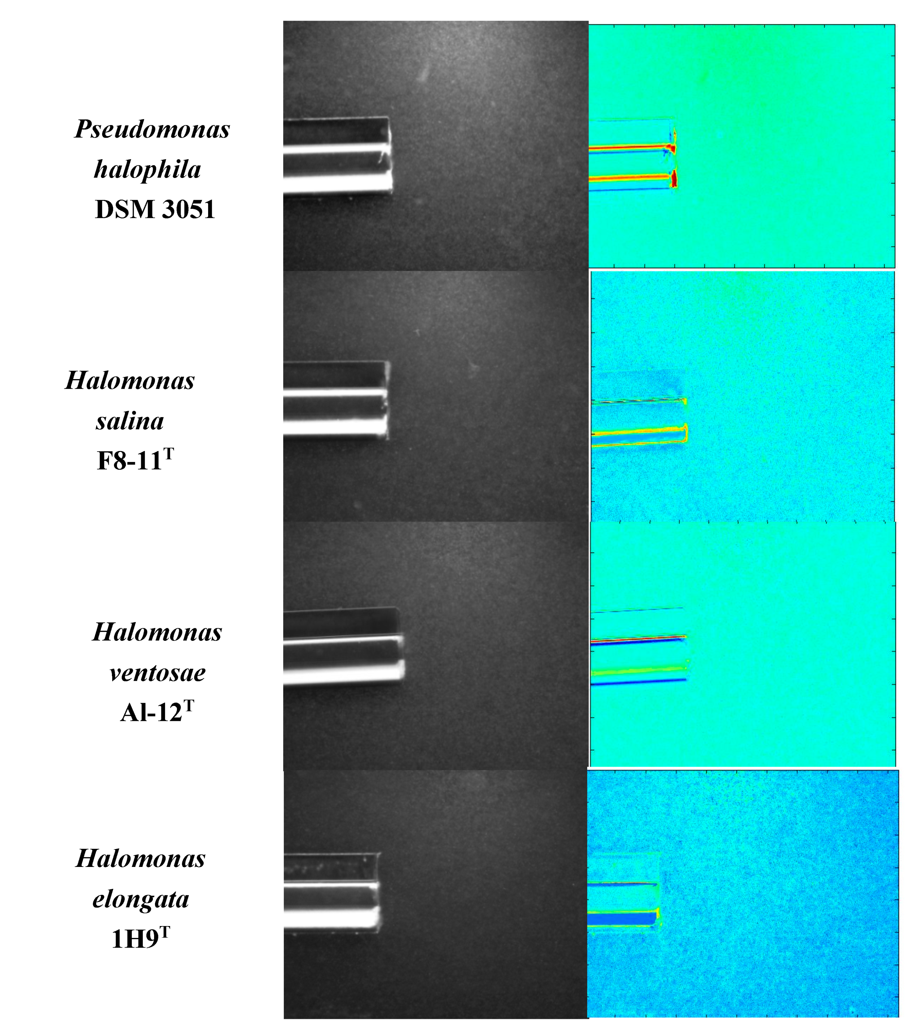 Microorganisms 08 00575 g003 Microorganisms 08 00575 g003