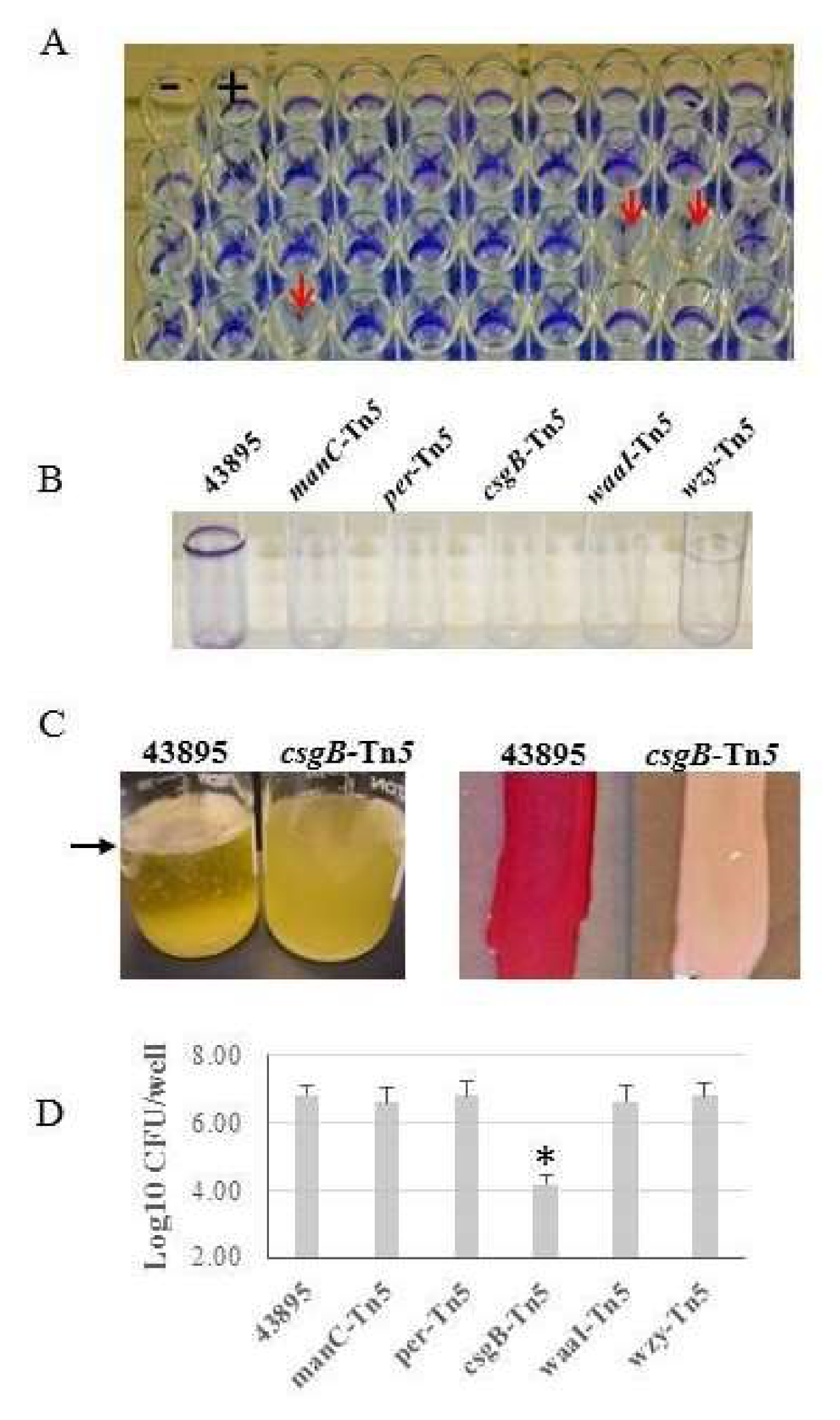 strop Diskurs udledning Microorganisms | Free Full-Text | Escherichia coli O157:H7 Curli Fimbriae  Promotes Biofilm Formation, Epithelial Cell Invasion, and Persistence in  Cattle