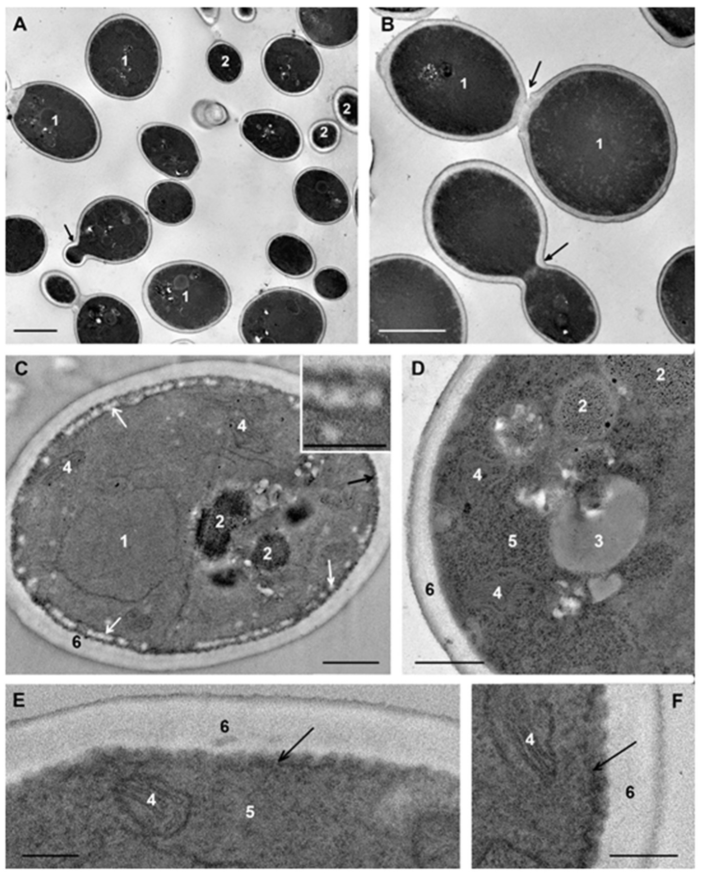 Microorganisms 08 00582 g002
