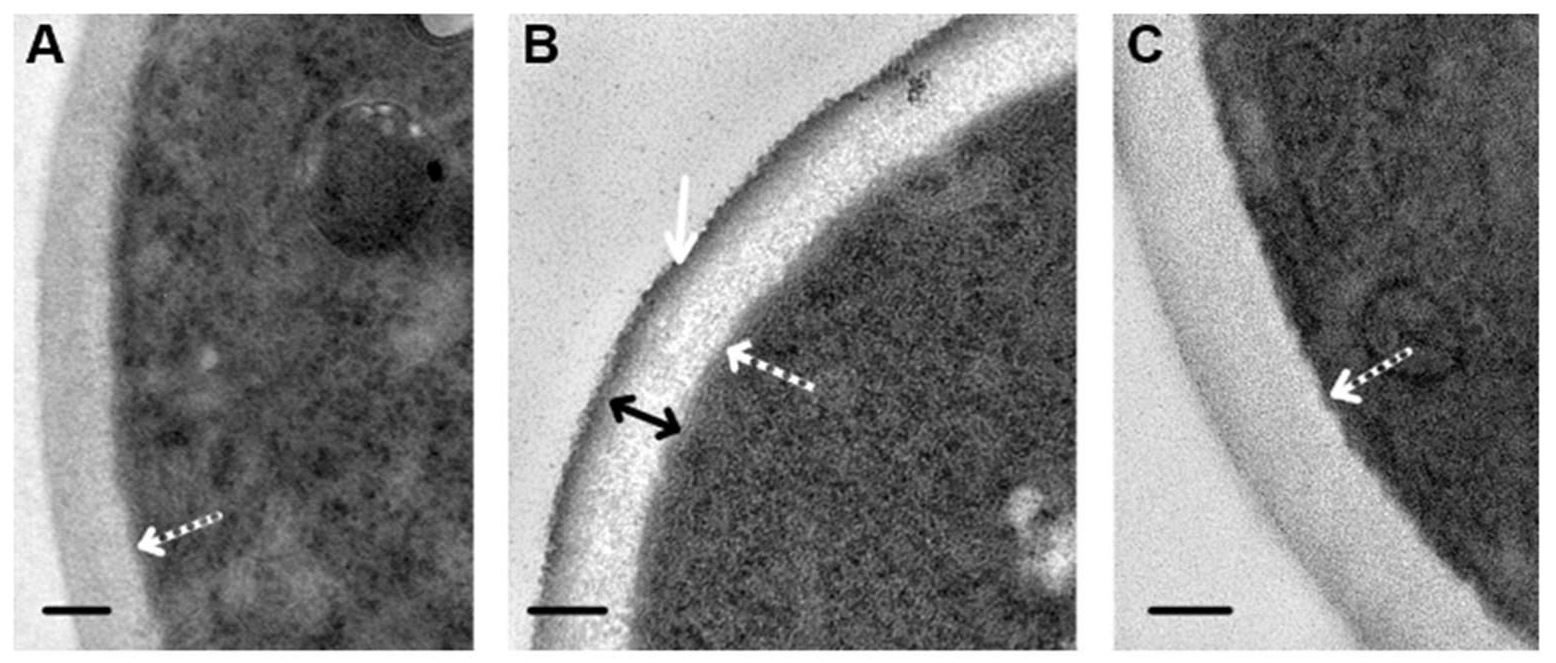 Microorganisms 08 00582 g003