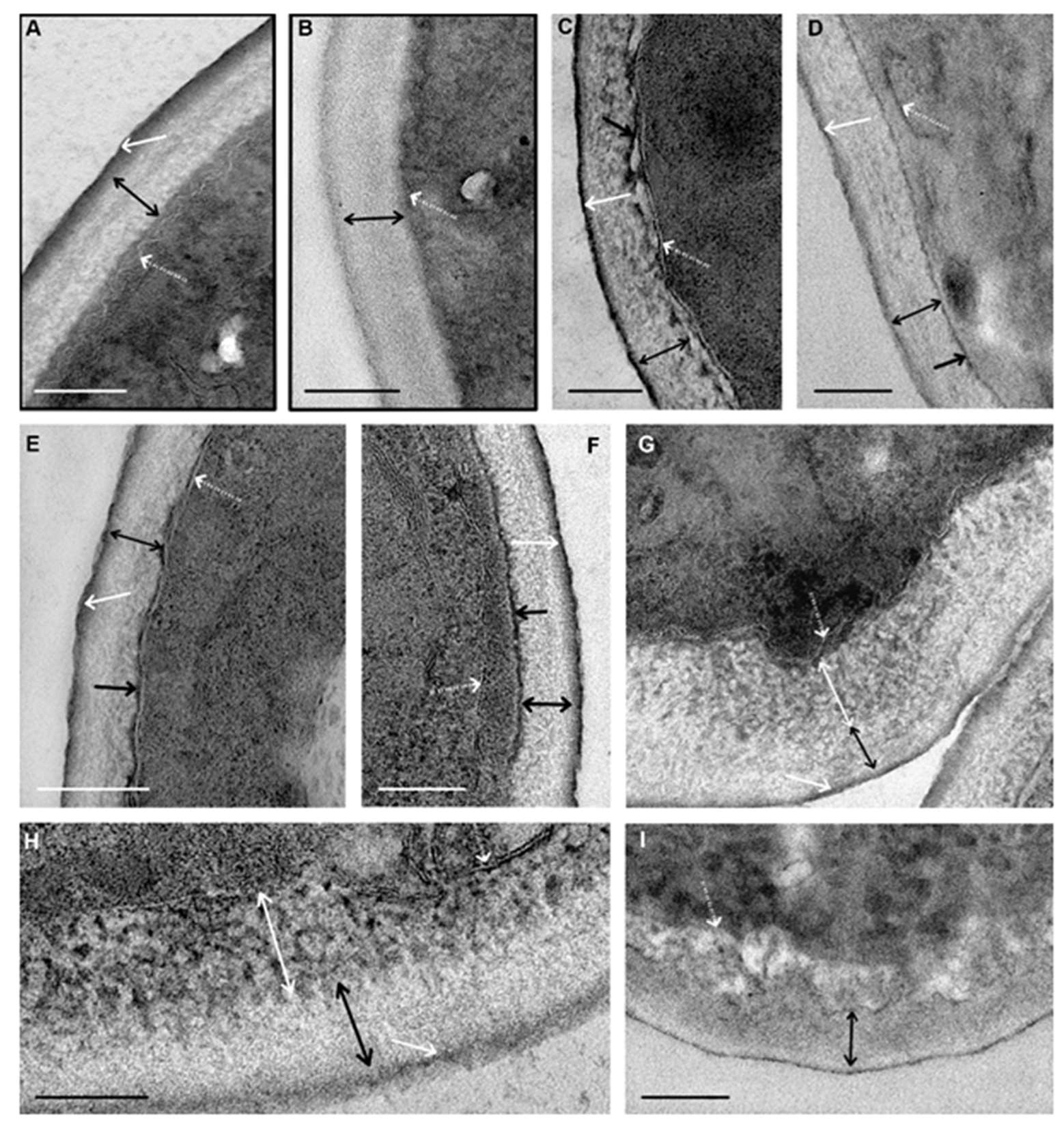 Microorganisms 08 00582 g004