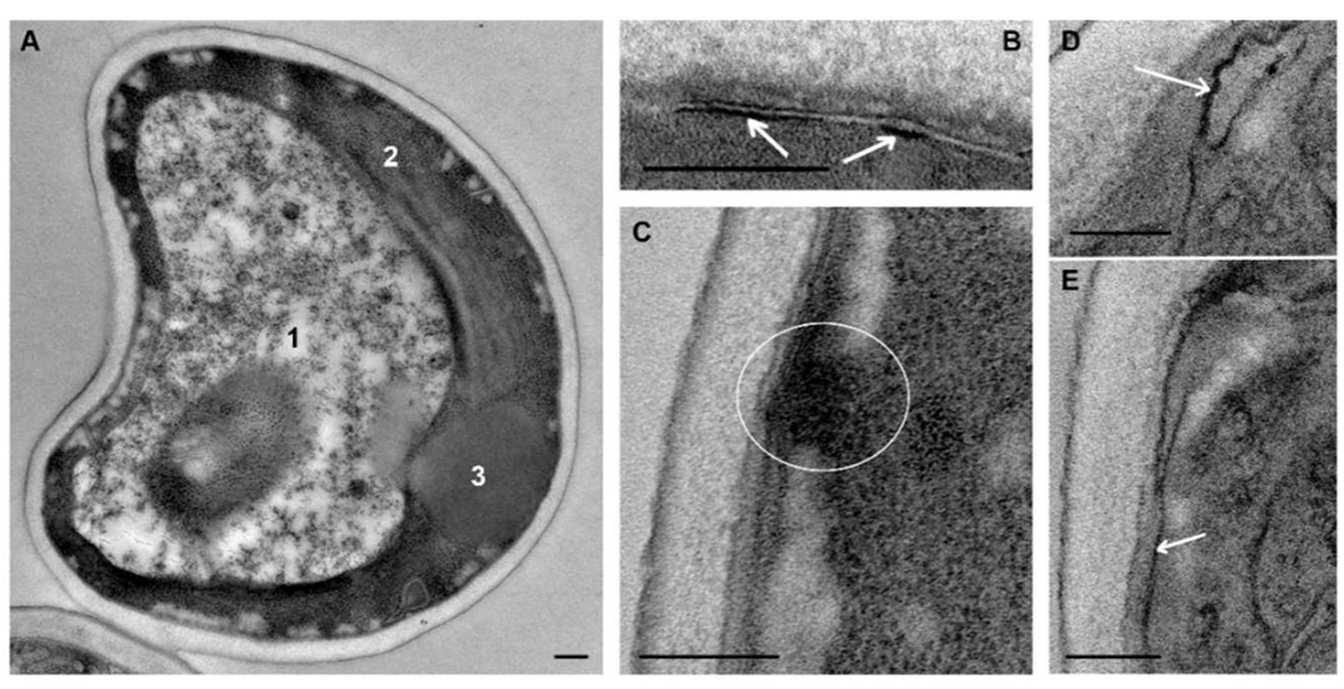 Microorganisms 08 00582 g005