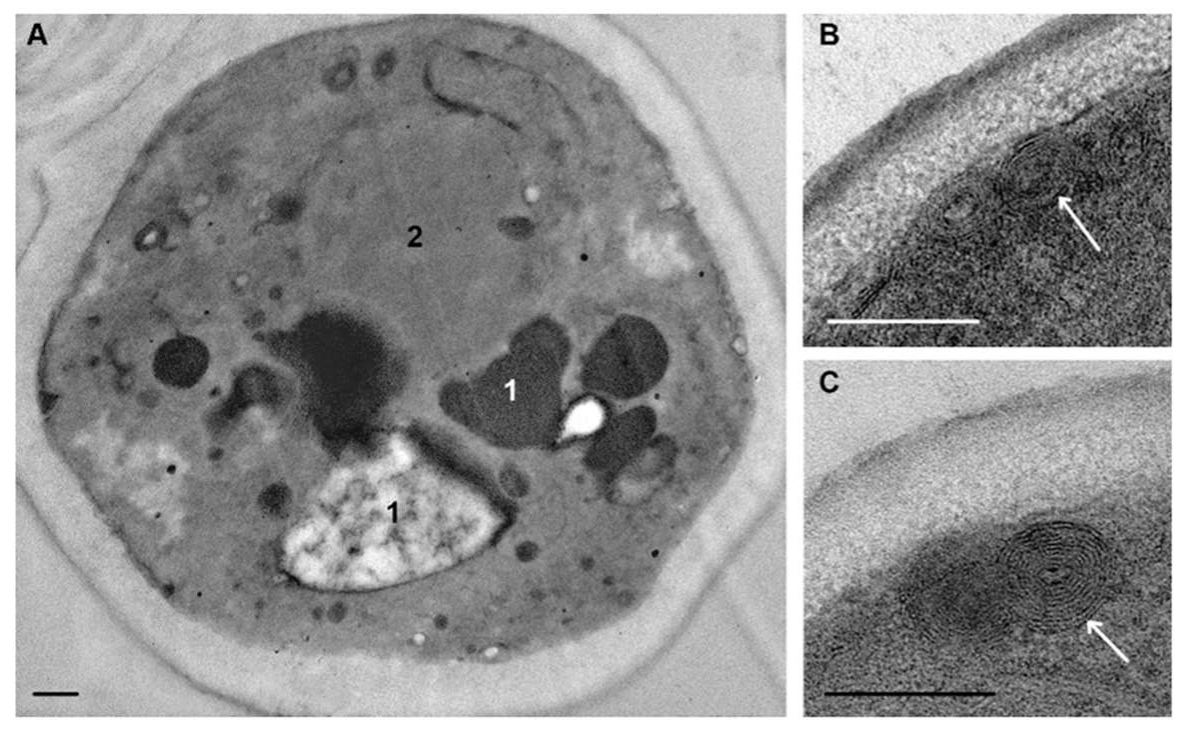 Microorganisms 08 00582 g006