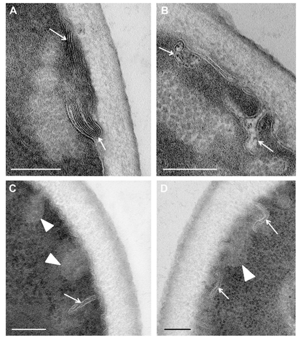 Microorganisms 08 00582 g007