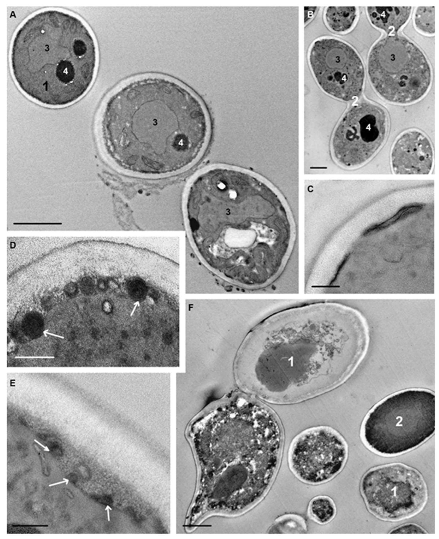 Candida Albicans Microscopic Morphology