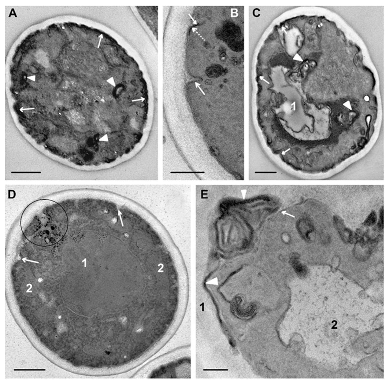 Microorganisms 08 00582 g009