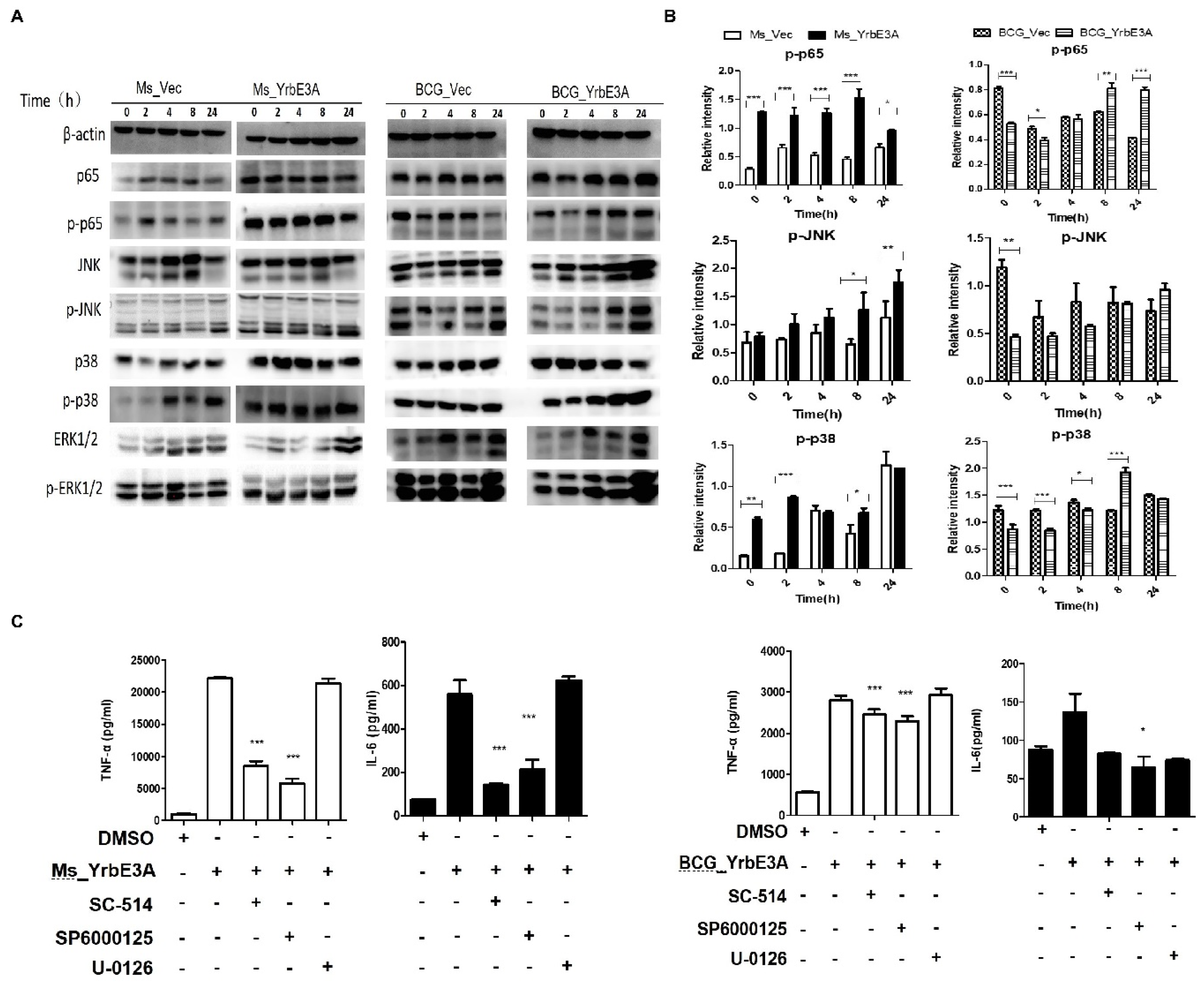 Microorganisms 08 00584 g003 Microorganisms 08 00584 g003