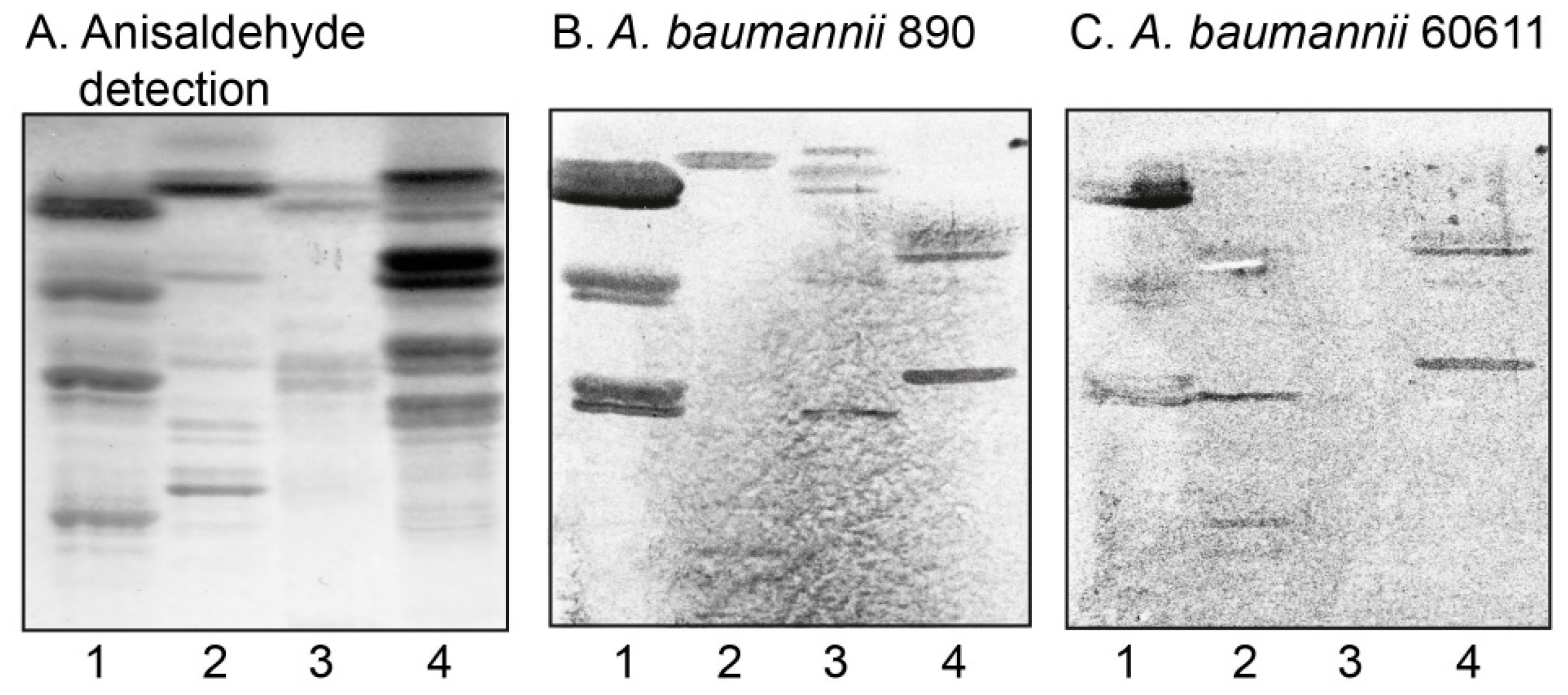 Microorganisms 08 00612 g001