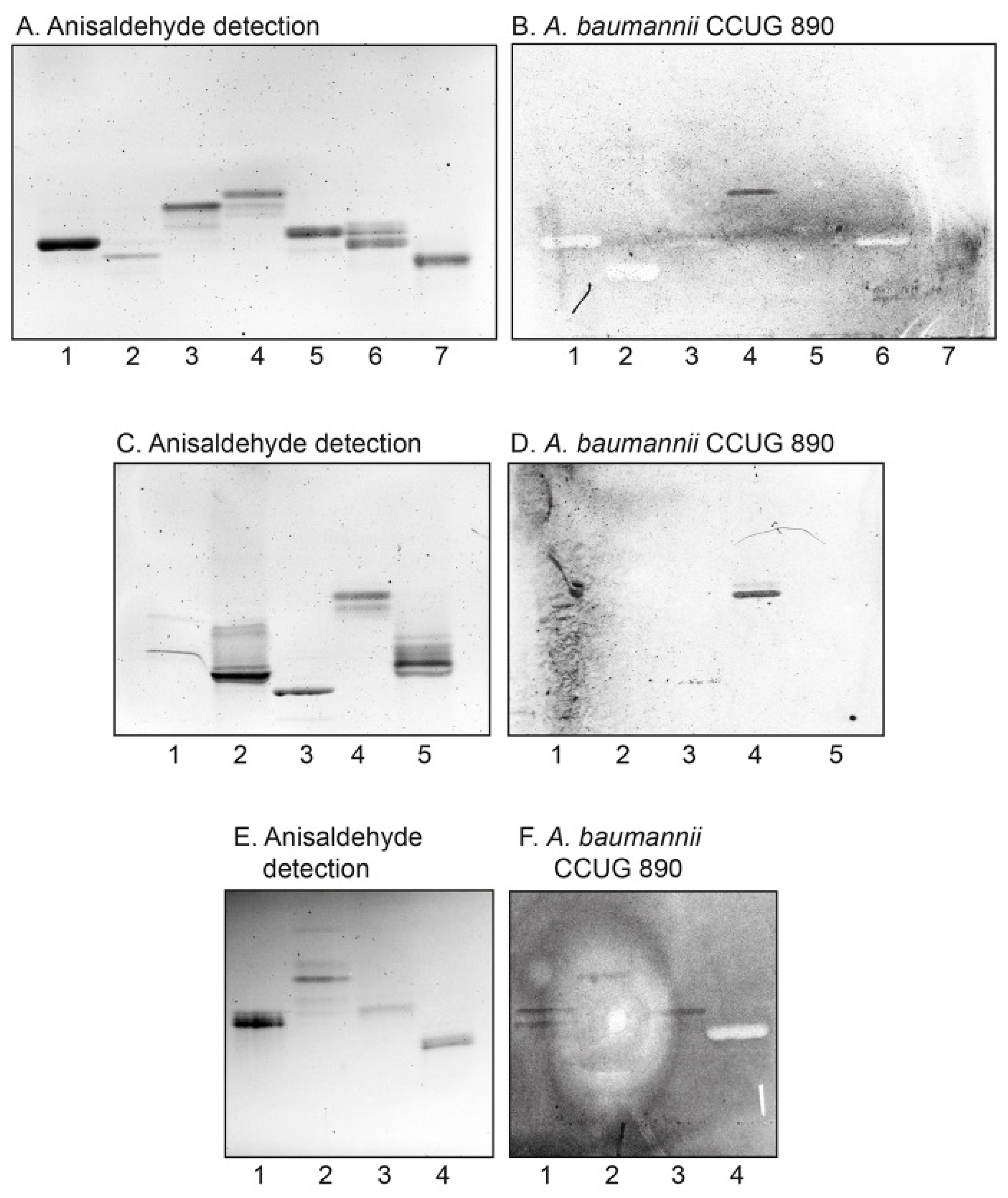 Microorganisms 08 00612 g004