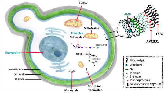 Microorganisms 08 00613 g001 550