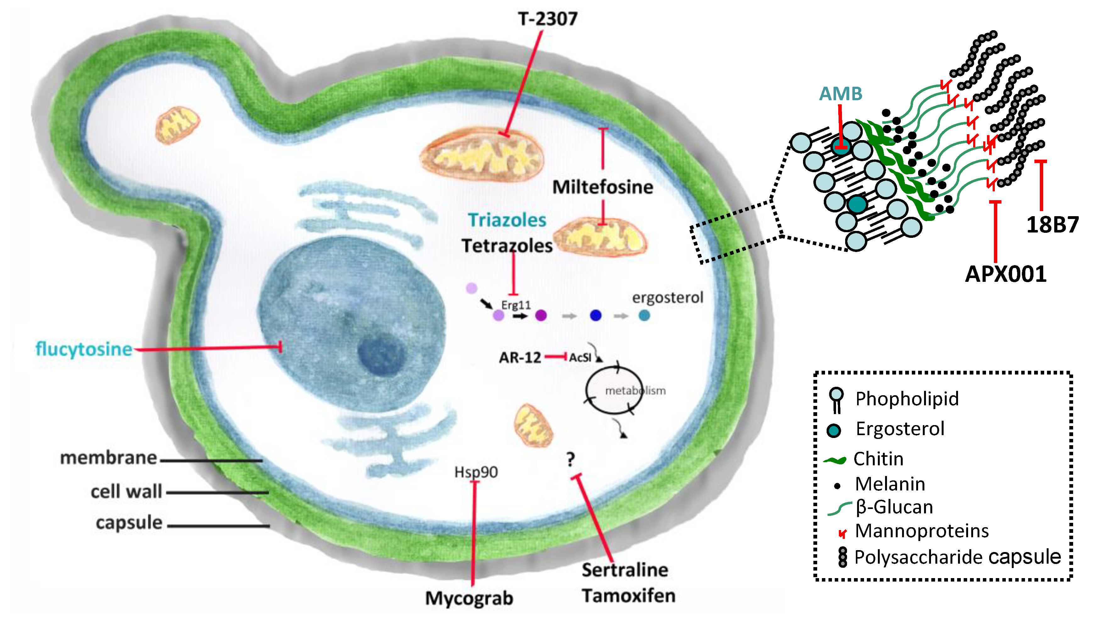 Microorganisms 08 00613 g001