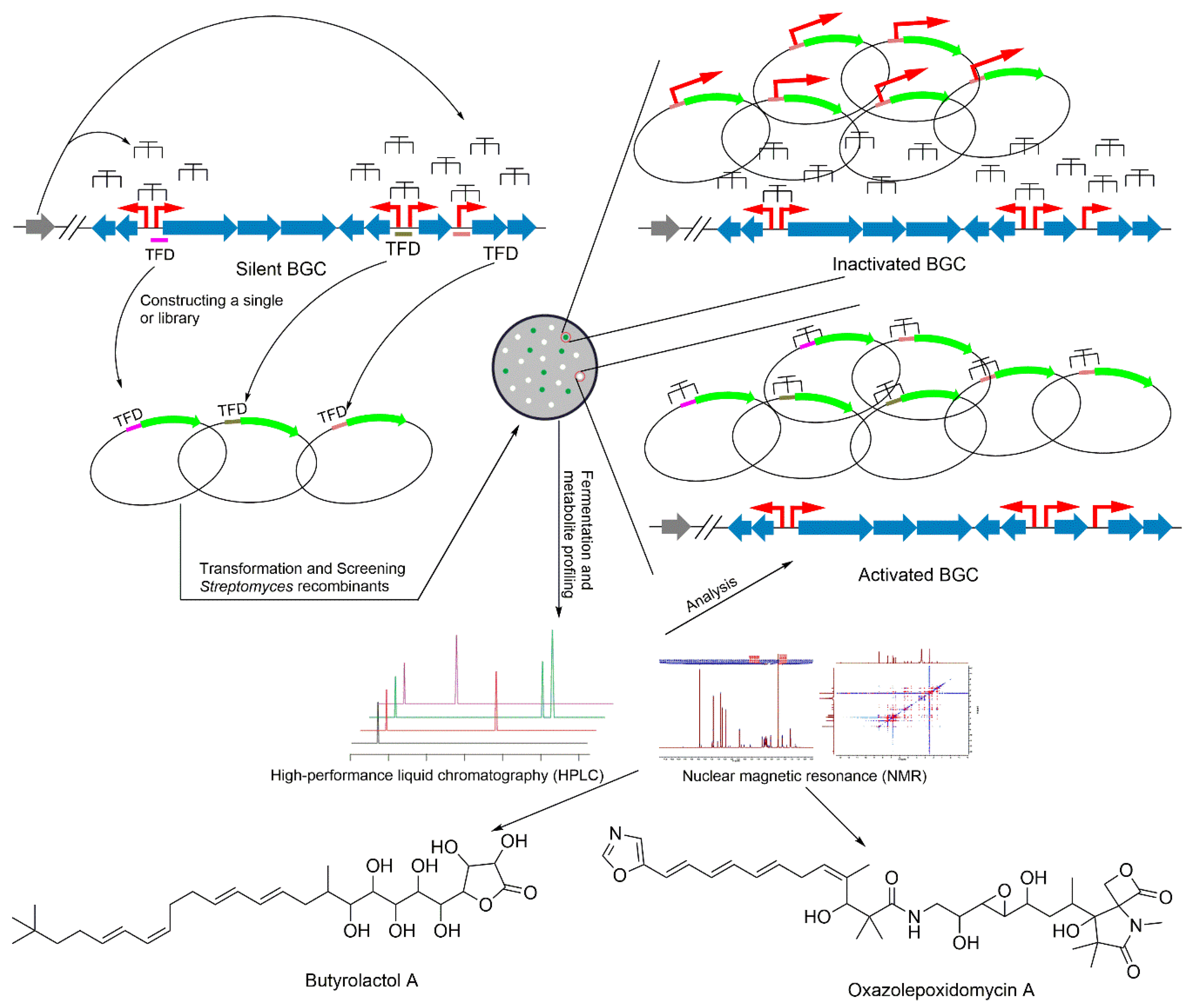 Microorganisms 08 00616 g002