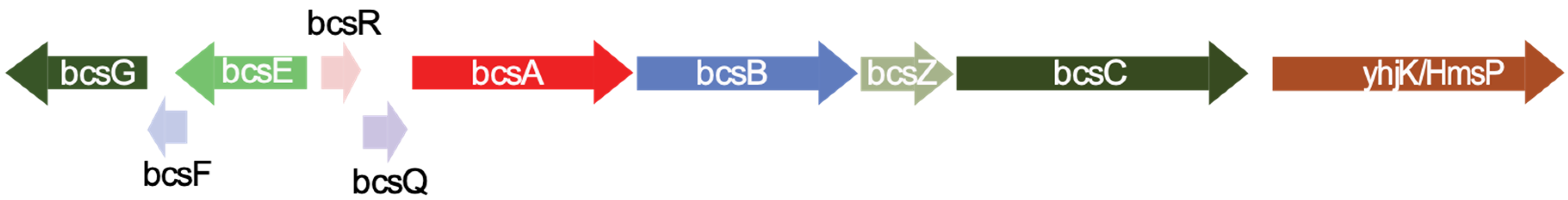 Microorganisms 08 00635 g001 Microorganisms 08 00635 g001