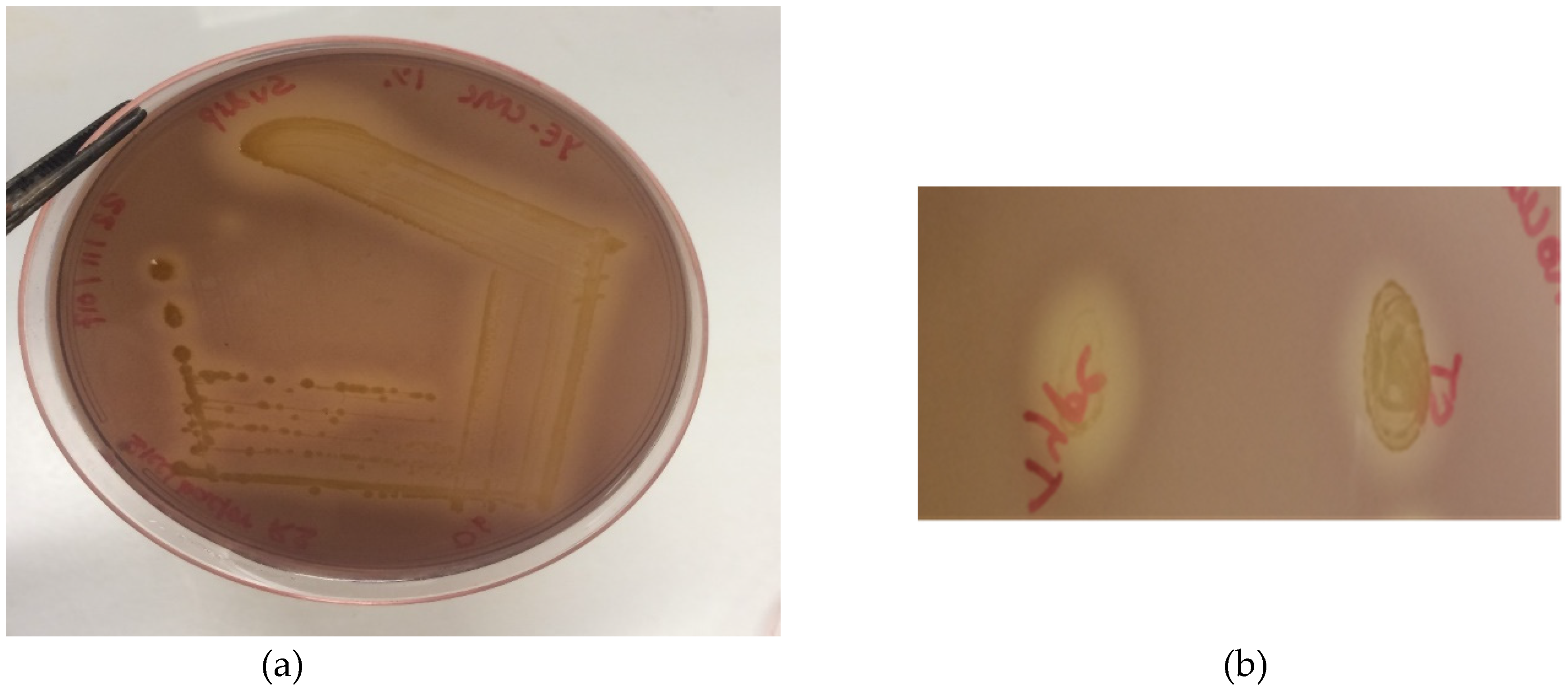 Microorganisms 08 00635 g003 Microorganisms 08 00635 g003