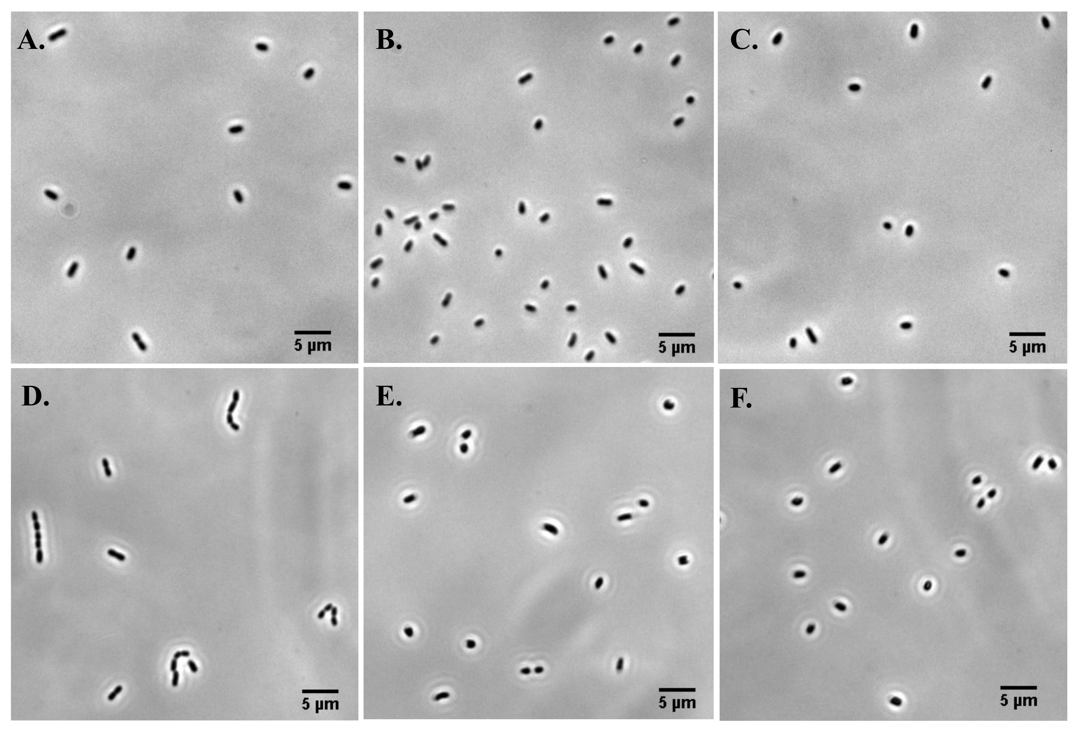 Microorganisms 08 00637 g002 Microorganisms 08 00637 g002