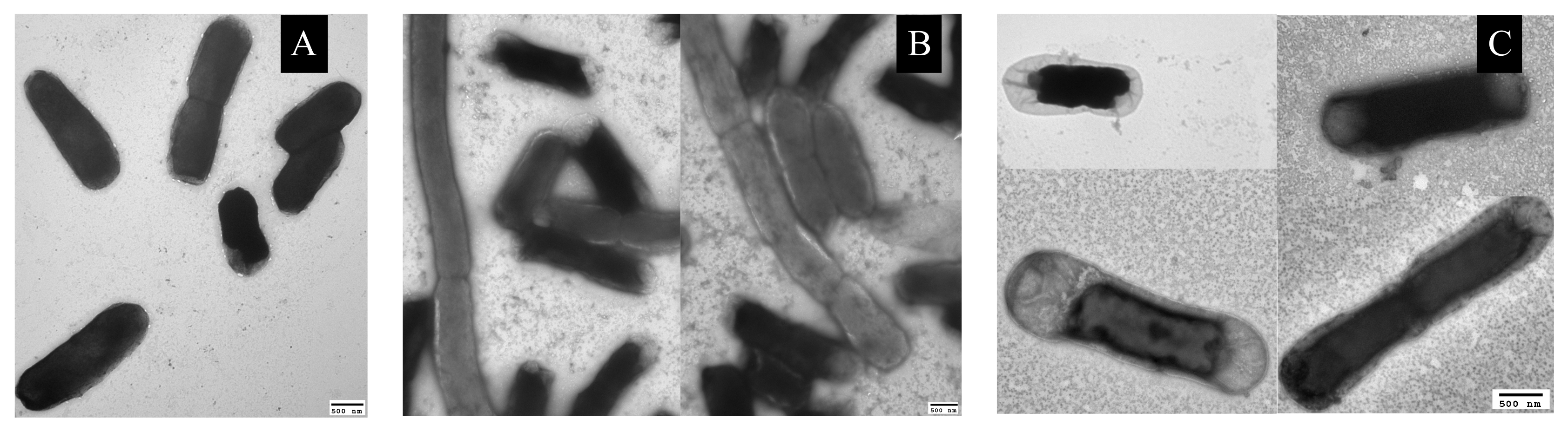 Microorganisms 08 00637 g005 Microorganisms 08 00637 g005