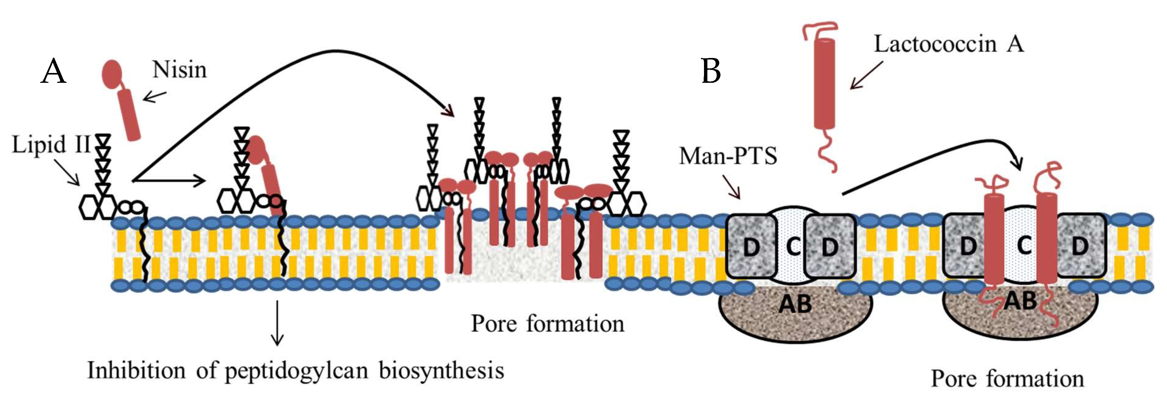 Microorganisms 08 00639 g004