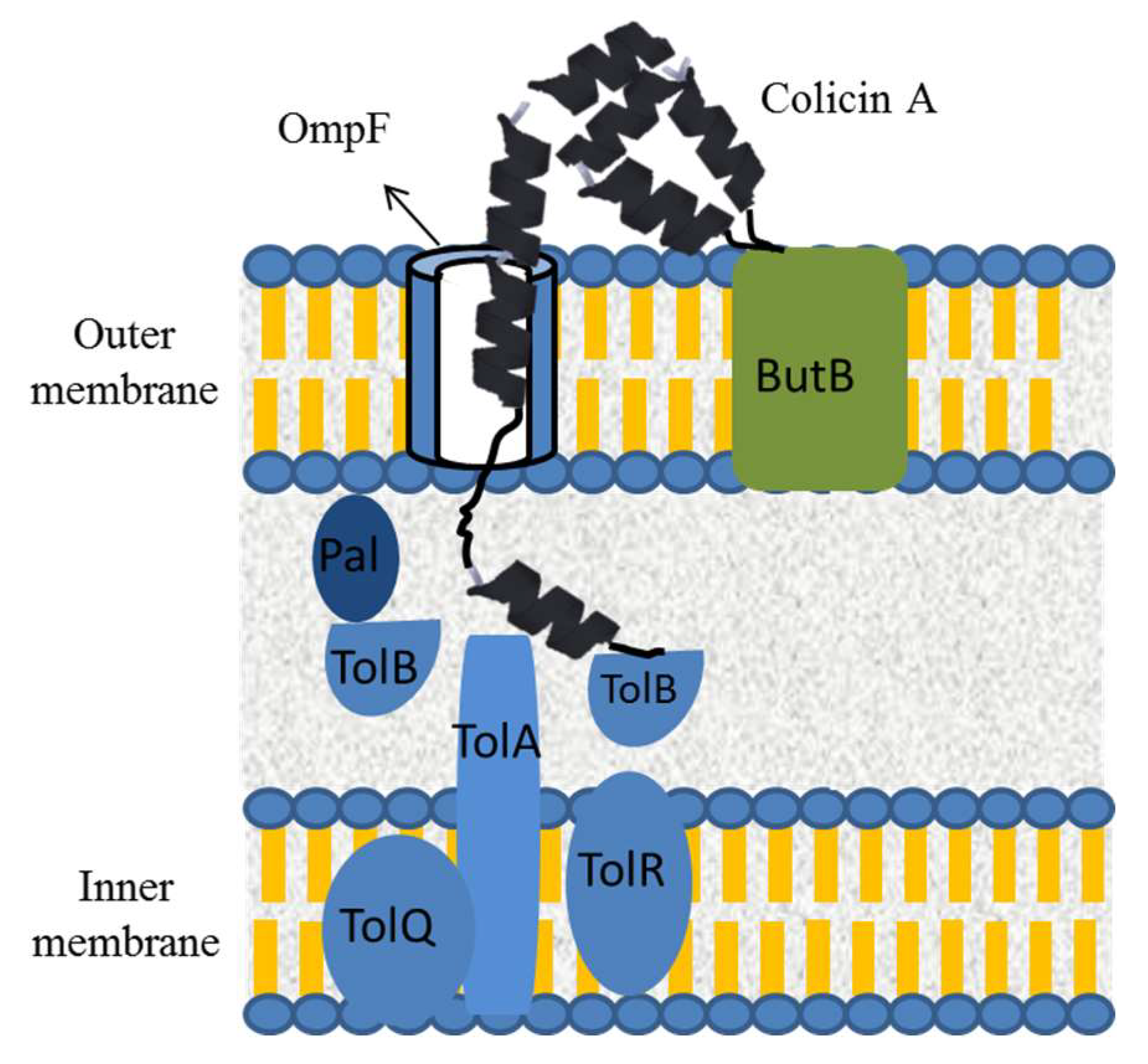 Microorganisms 08 00639 g007