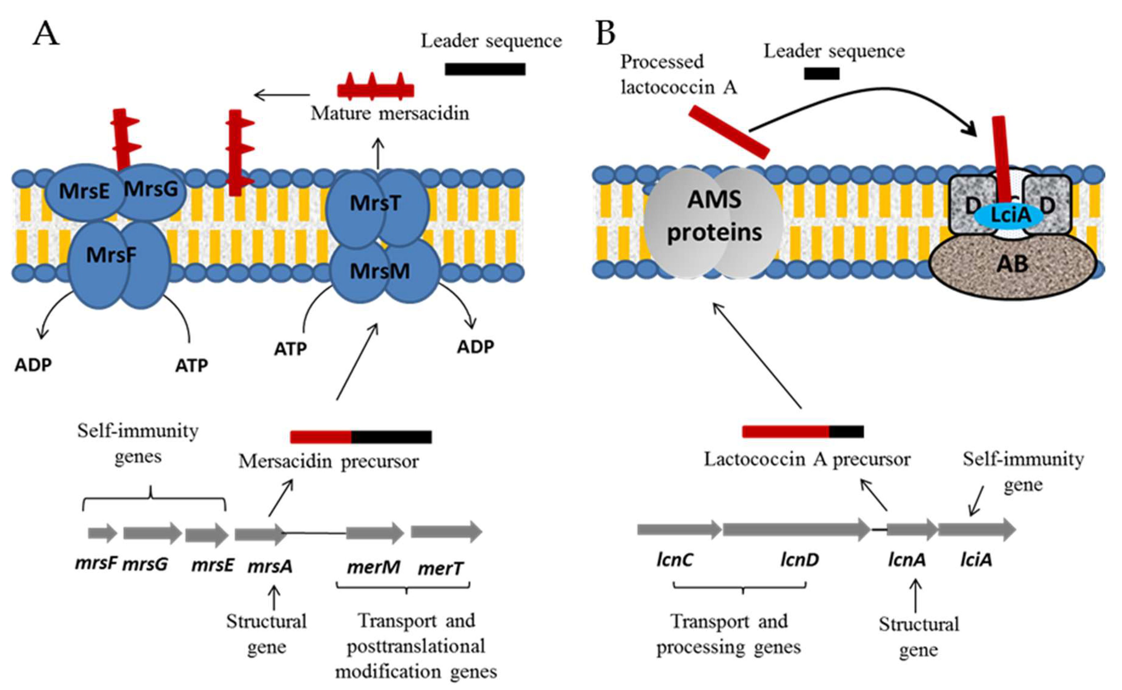 Microorganisms 08 00639 g008