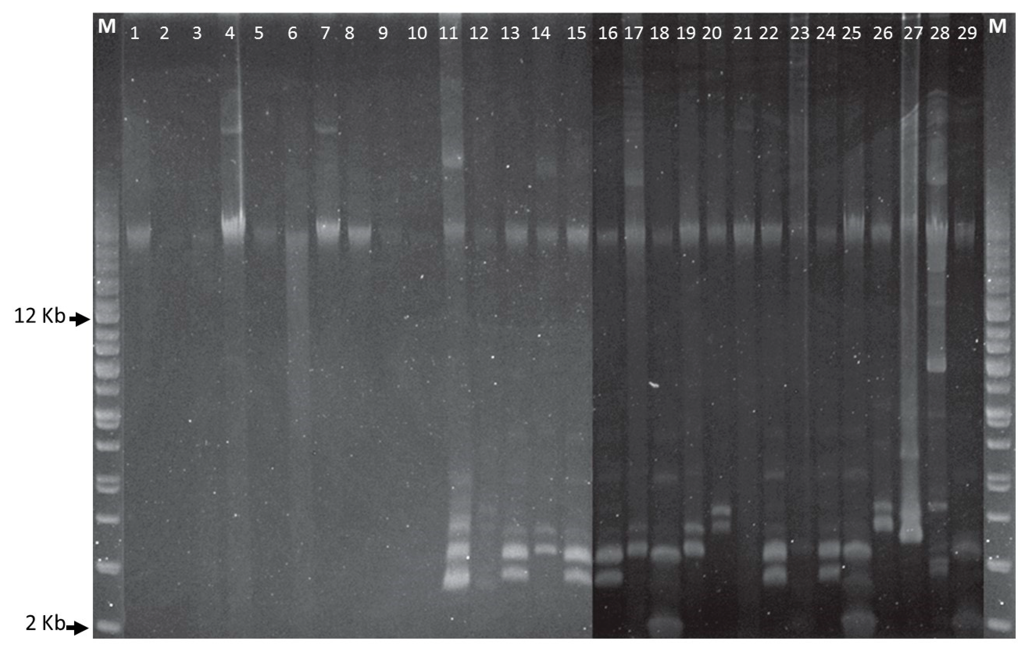 Microorganisms 08 00659 g001