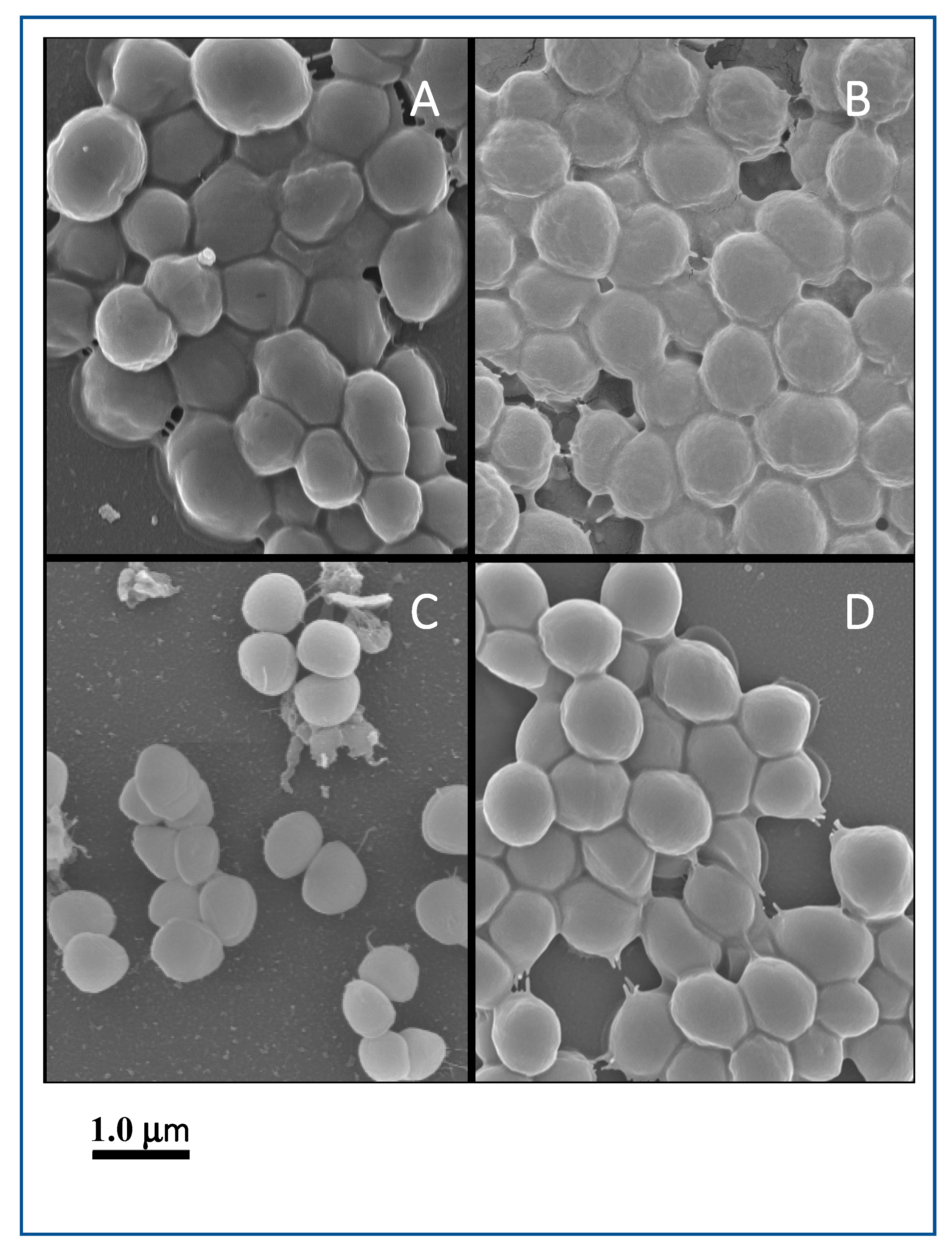 Microorganisms 08 00659 g006