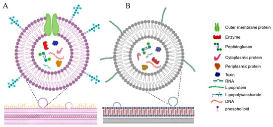 Microorganisms | Free Full-Text | The Role of Bacterial Membrane