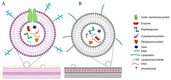 Microorganisms | Free Full-Text | The Role of Bacterial Membrane