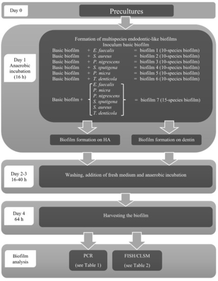 Microorganisms Free Full Text Endodontic Like Oral Biofilms As Models For Multispecies Interactions In Endodontic Diseases Html Microorganisms Free Full Text Endodontic Like Oral Biofilms As Models For Multispecies Interactions In Endodontic Diseases Html