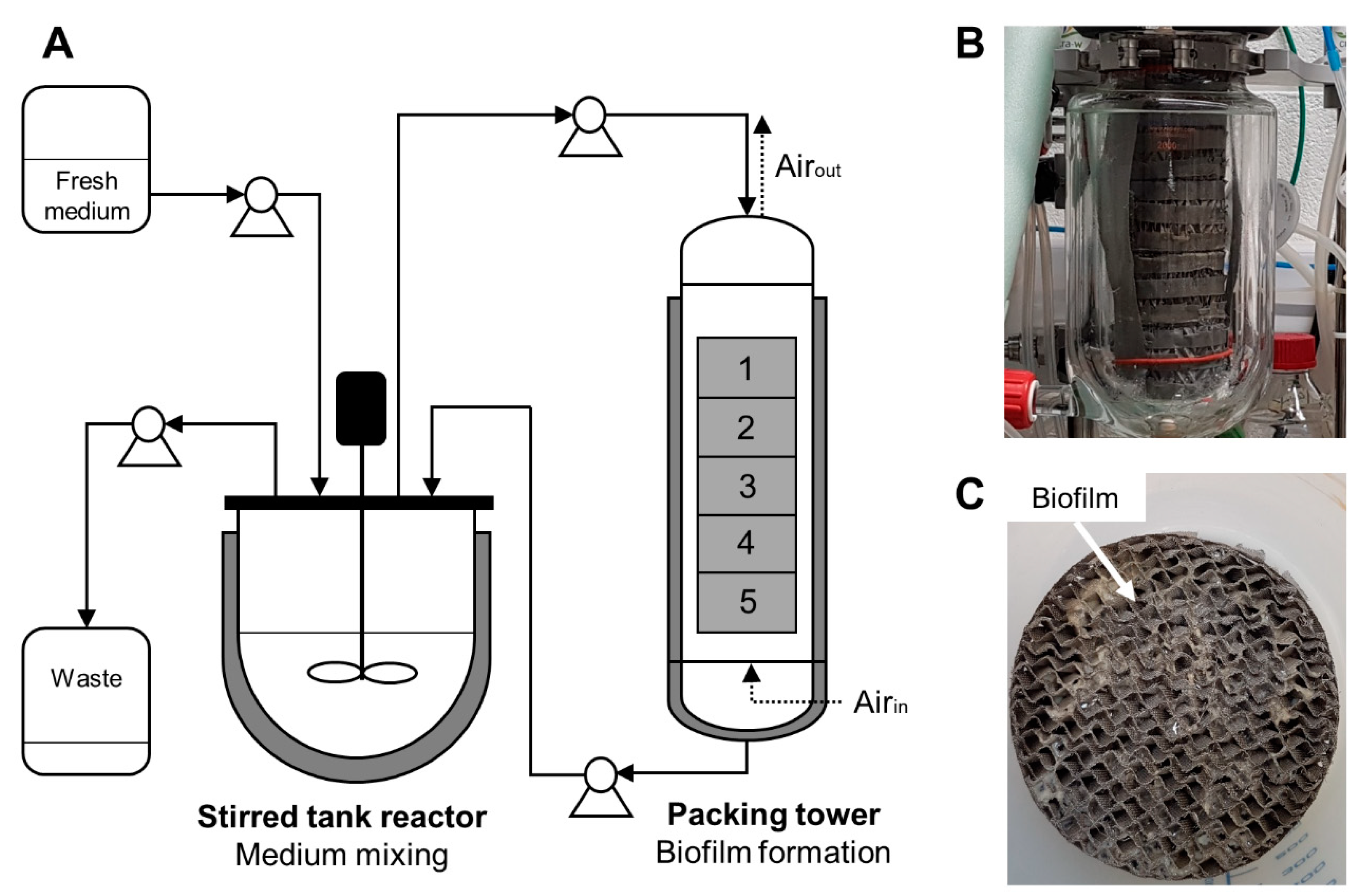Microorganisms 08 00679 g001