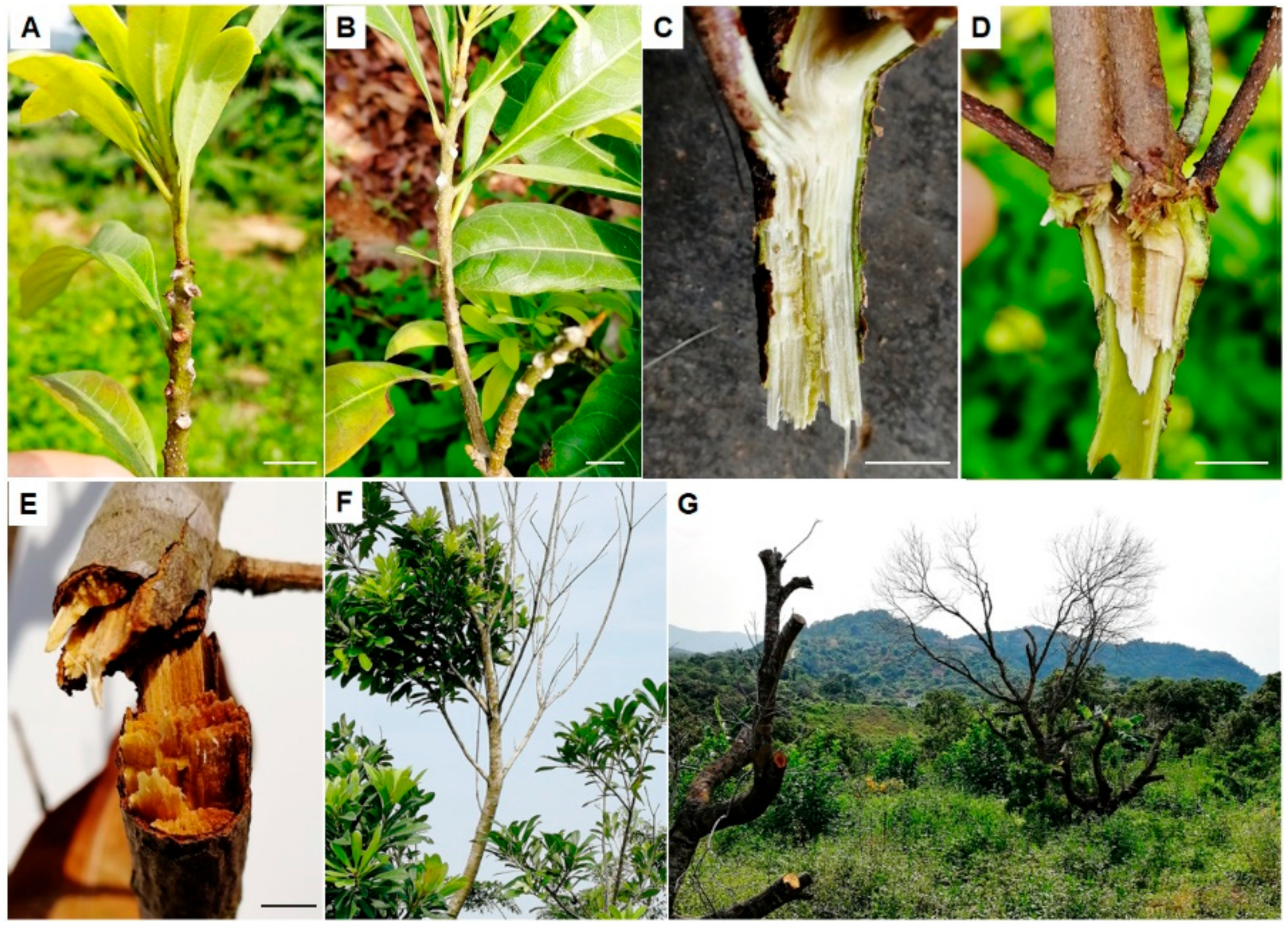 Microorganisms 08 00689 g001 Microorganisms 08 00689 g001