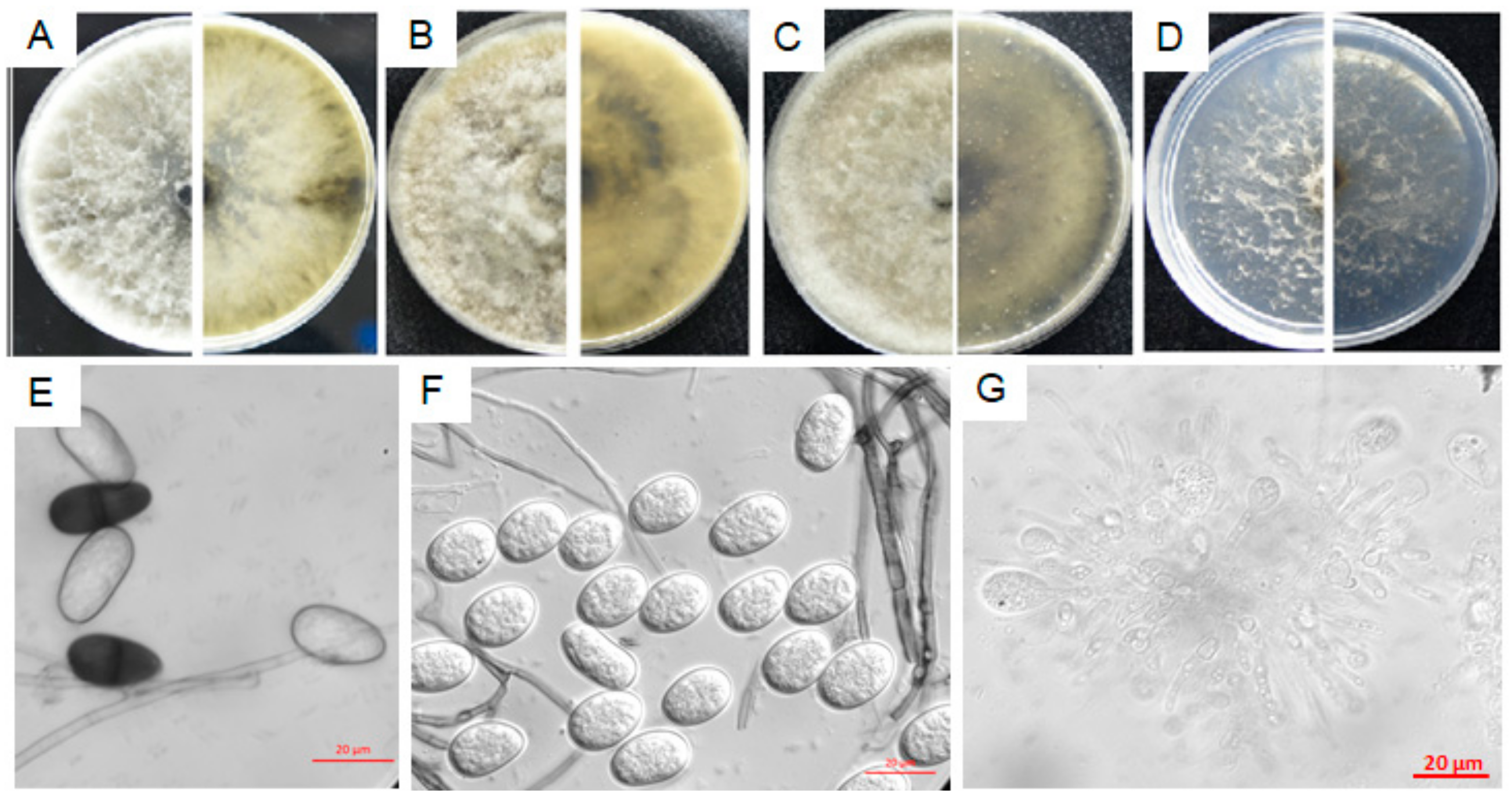 Microorganisms 08 00689 g006 Microorganisms 08 00689 g006